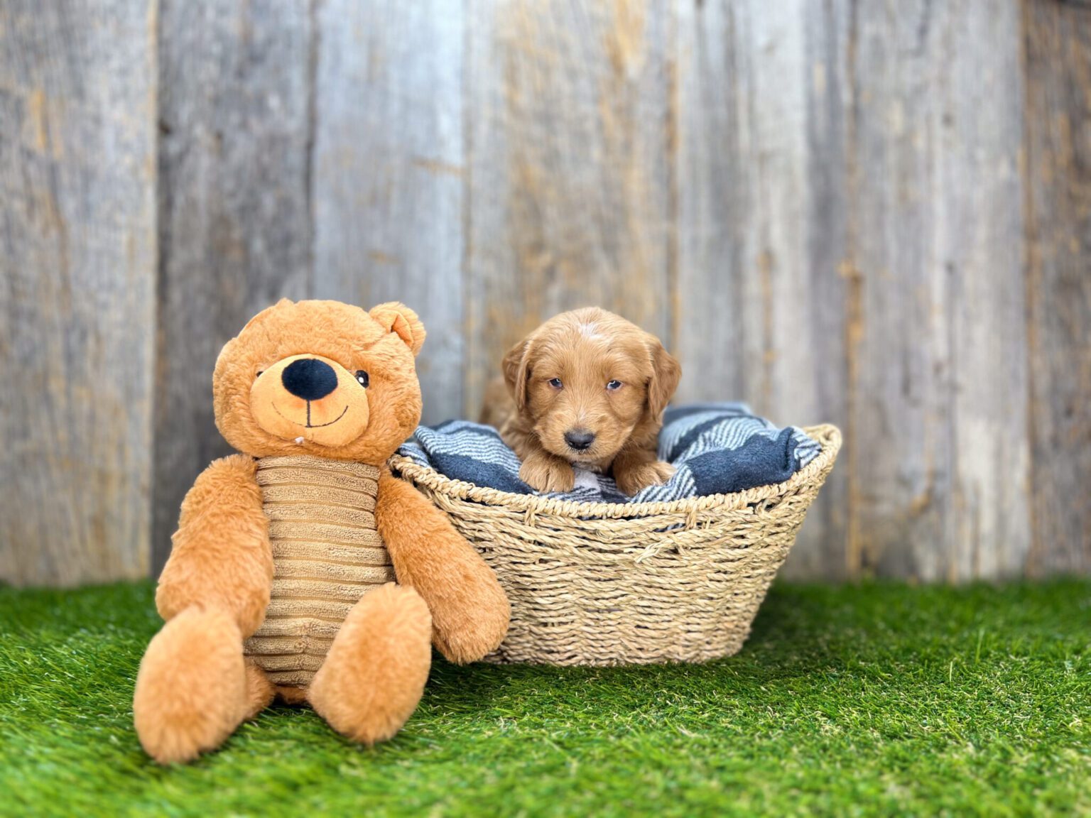 I am just a tiny baby and would love to join your family soon! Of course, you can’t see how cute and curly I will be when I get older, so the Dog Club will send updated photos when I am about 6 to 7 weeks old, if you choose to adopt me. Infant puppy deposits are refundable or transferrable.