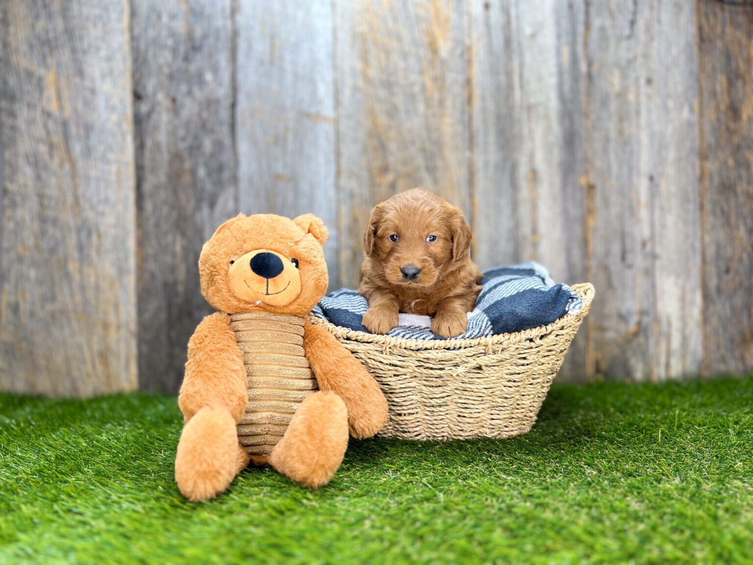 I am just a tiny baby and would love to join your family soon! Of course, you can’t see how cute and curly I will be when I get older, so the Dog Club will send updated photos when I am about 6 to 7 weeks old, if you choose to adopt me. Infant puppy deposits are refundable or transferrable.