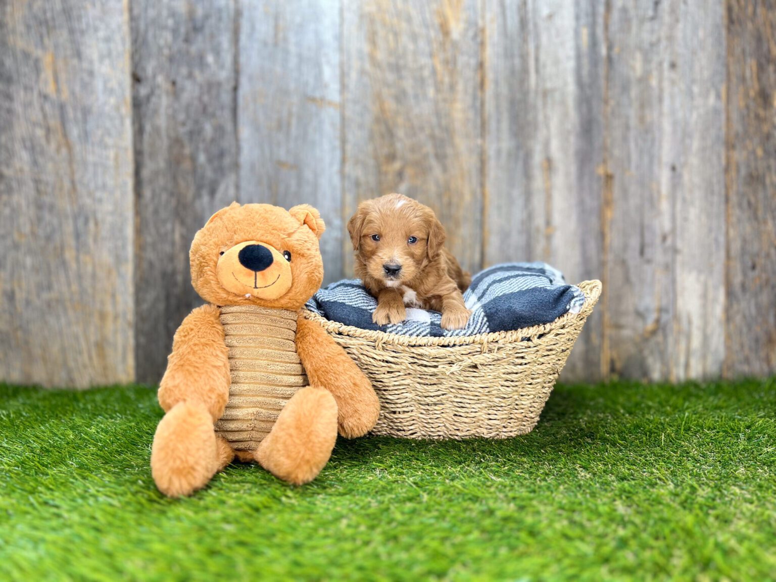 I am just a tiny baby and would love to join your family soon! Of course, you can’t see how cute and curly I will be when I get older, so the Dog Club will send updated photos when I am about 6 to 7 weeks old, if you choose to adopt me. Infant puppy deposits are refundable or transferrable.