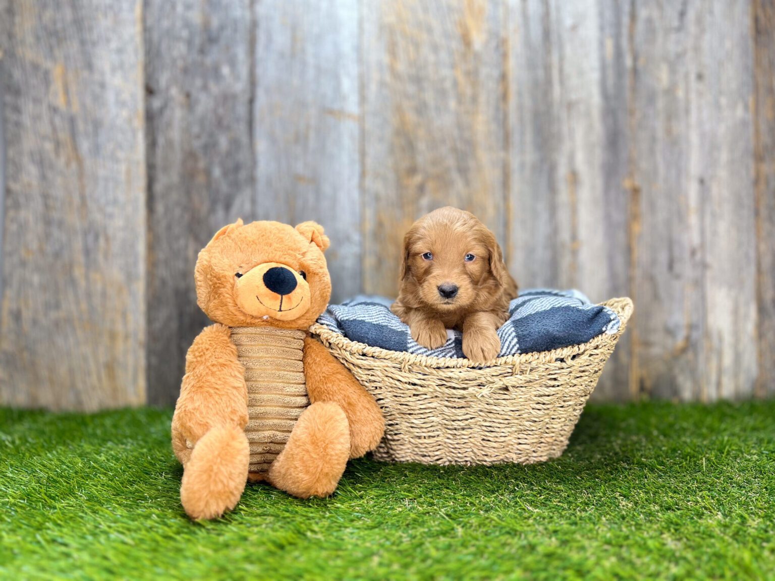 I am just a tiny baby and would love to join your family soon! Of course, you can’t see how cute and curly I will be when I get older, so the Dog Club will send updated photos when I am about 6 to 7 weeks old, if you choose to adopt me. Infant puppy deposits are refundable or transferrable.