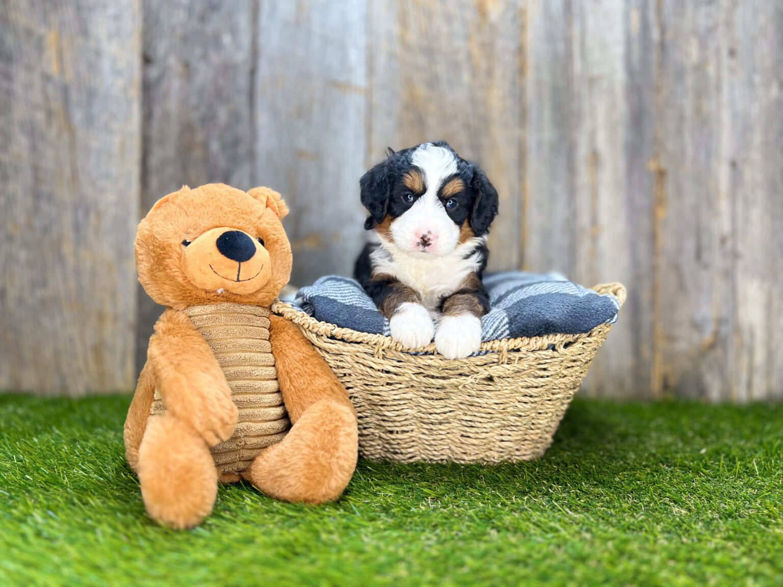 I am just a tiny baby and would love to join your family soon! Of course, you can’t see how cute and curly I will be when I get older, so the Dog Club will send updated photos when I am about 6 to 7 weeks old, if you choose to adopt me. Infant puppy deposits are refundable or transferrable.