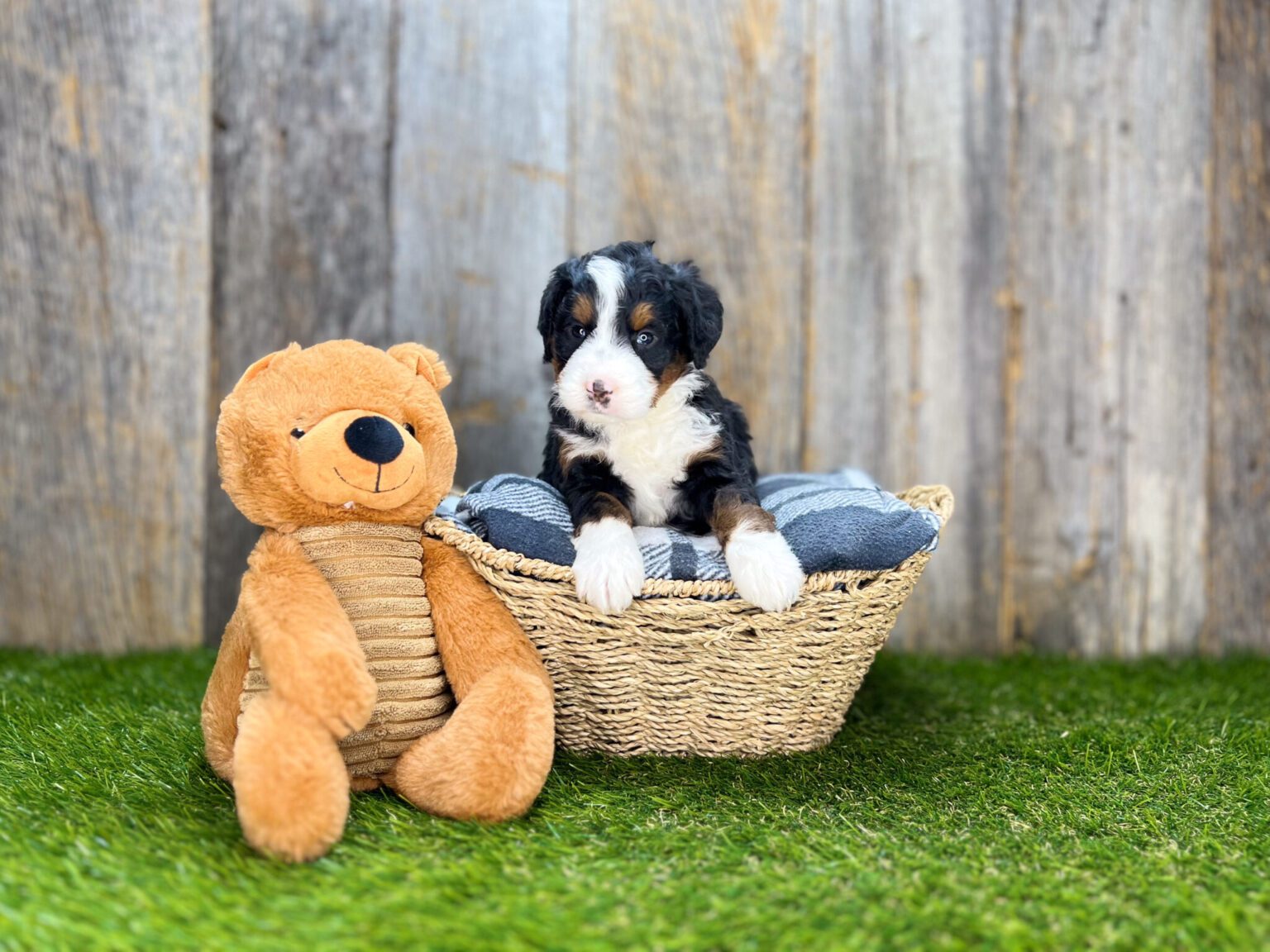 I am just a tiny baby and would love to join your family soon! Of course, you can’t see how cute and curly I will be when I get older, so the Dog Club will send updated photos when I am about 6 to 7 weeks old, if you choose to adopt me. Infant puppy deposits are refundable or transferrable.
