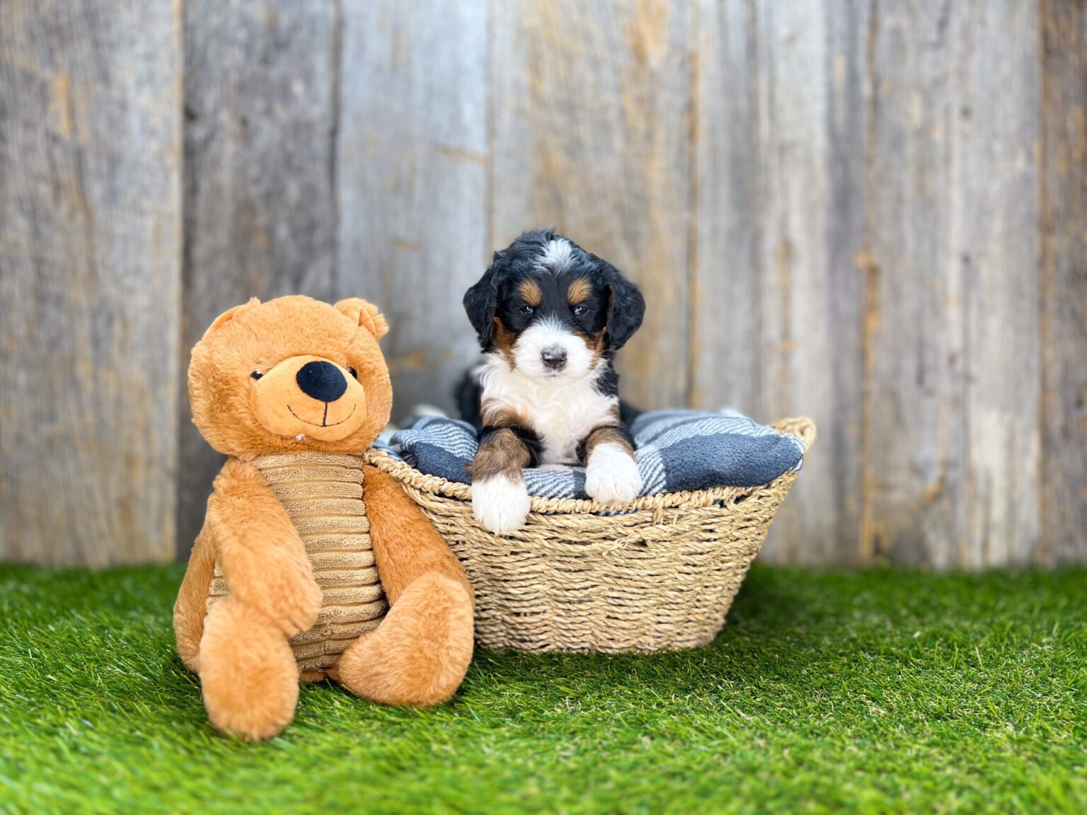 I am just a tiny baby and would love to join your family soon! Of course, you can’t see how cute and curly I will be when I get older, so the Dog Club will send updated photos when I am about 6 to 7 weeks old, if you choose to adopt me. Infant puppy deposits are refundable or transferrable.