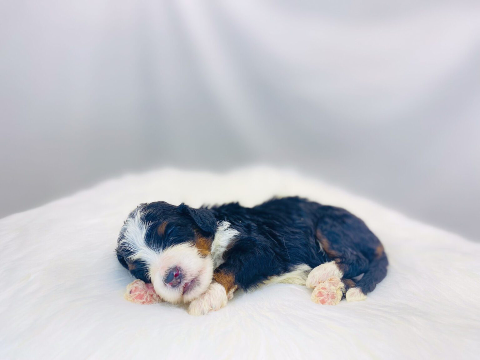 I am just a tiny baby and would love to join your family soon! Of course, you can’t see how cute and curly I will be when I get older, so the Dog Club will send updated photos when I am about 6 to 7 weeks old, if you choose to adopt me. Infant puppy deposits are refundable or transferrable.