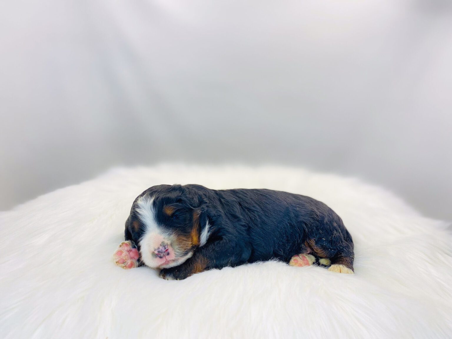 I am just a tiny baby and would love to join your family soon! Of course, you can’t see how cute and curly I will be when I get older, so the Dog Club will send updated photos when I am about 6 to 7 weeks old, if you choose to adopt me. Infant puppy deposits are refundable or transferrable.