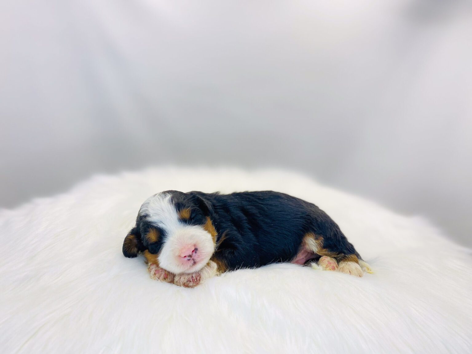I am just a tiny baby and would love to join your family soon! Of course, you can’t see how cute and curly I will be when I get older, so the Dog Club will send updated photos when I am about 6 to 7 weeks old, if you choose to adopt me. Infant puppy deposits are refundable or transferrable.