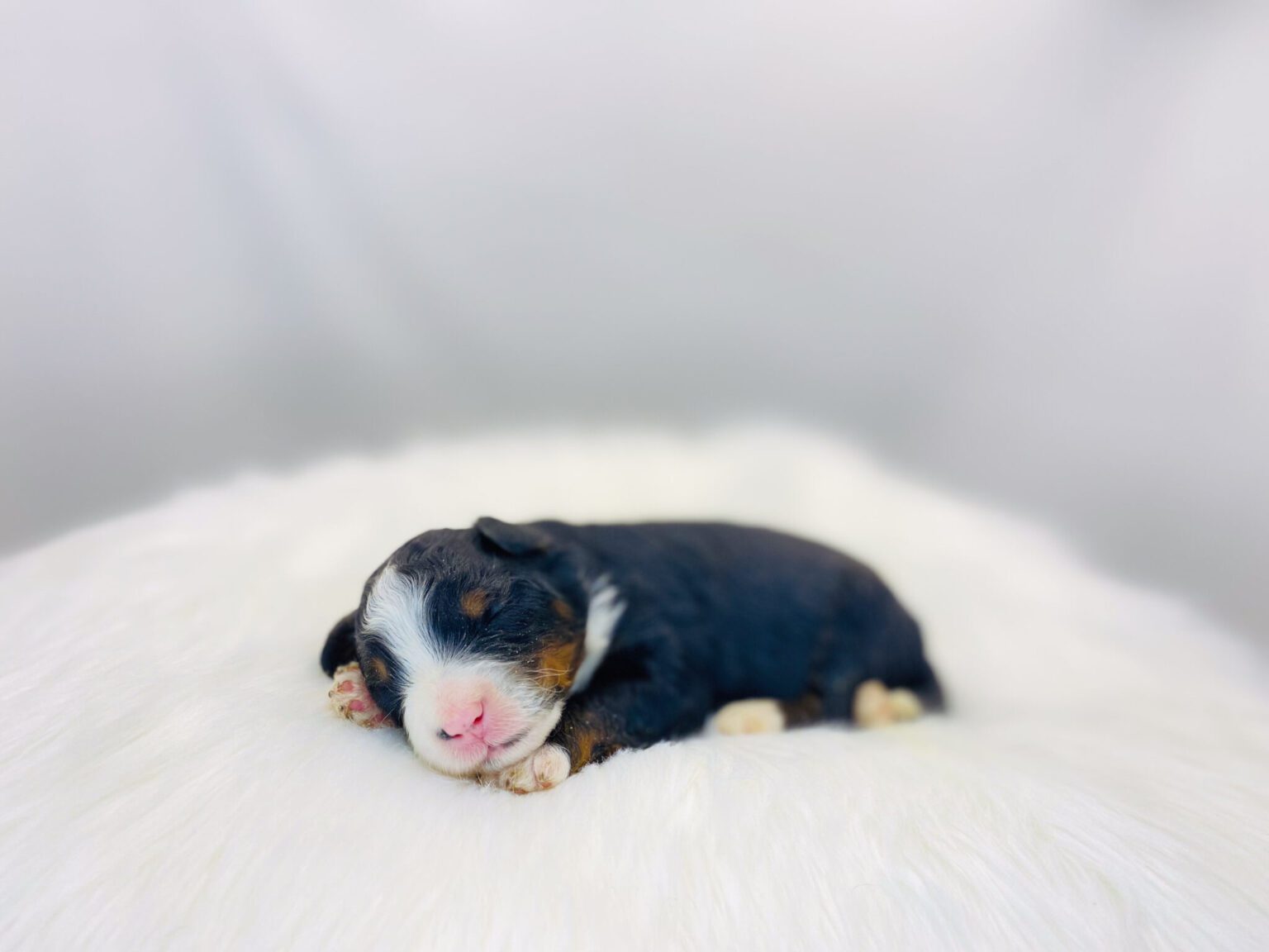 I am just a tiny baby and would love to join your family soon! Of course, you can’t see how cute and curly I will be when I get older, so the Dog Club will send updated photos when I am about 6 to 7 weeks old, if you choose to adopt me. Infant puppy deposits are refundable or transferrable.