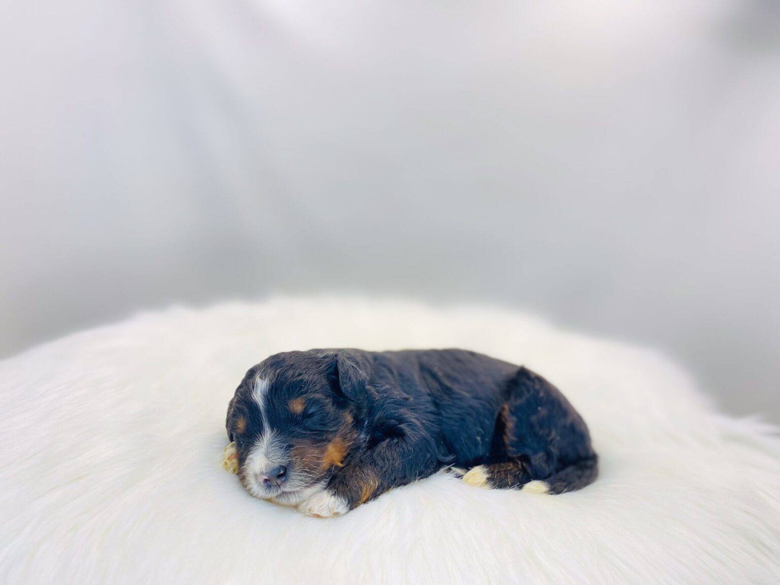 I am just a tiny baby and would love to join your family soon! Of course, you can’t see how cute and curly I will be when I get older, so the Dog Club will send updated photos when I am about 6 to 7 weeks old, if you choose to adopt me. Infant puppy deposits are refundable or transferrable.