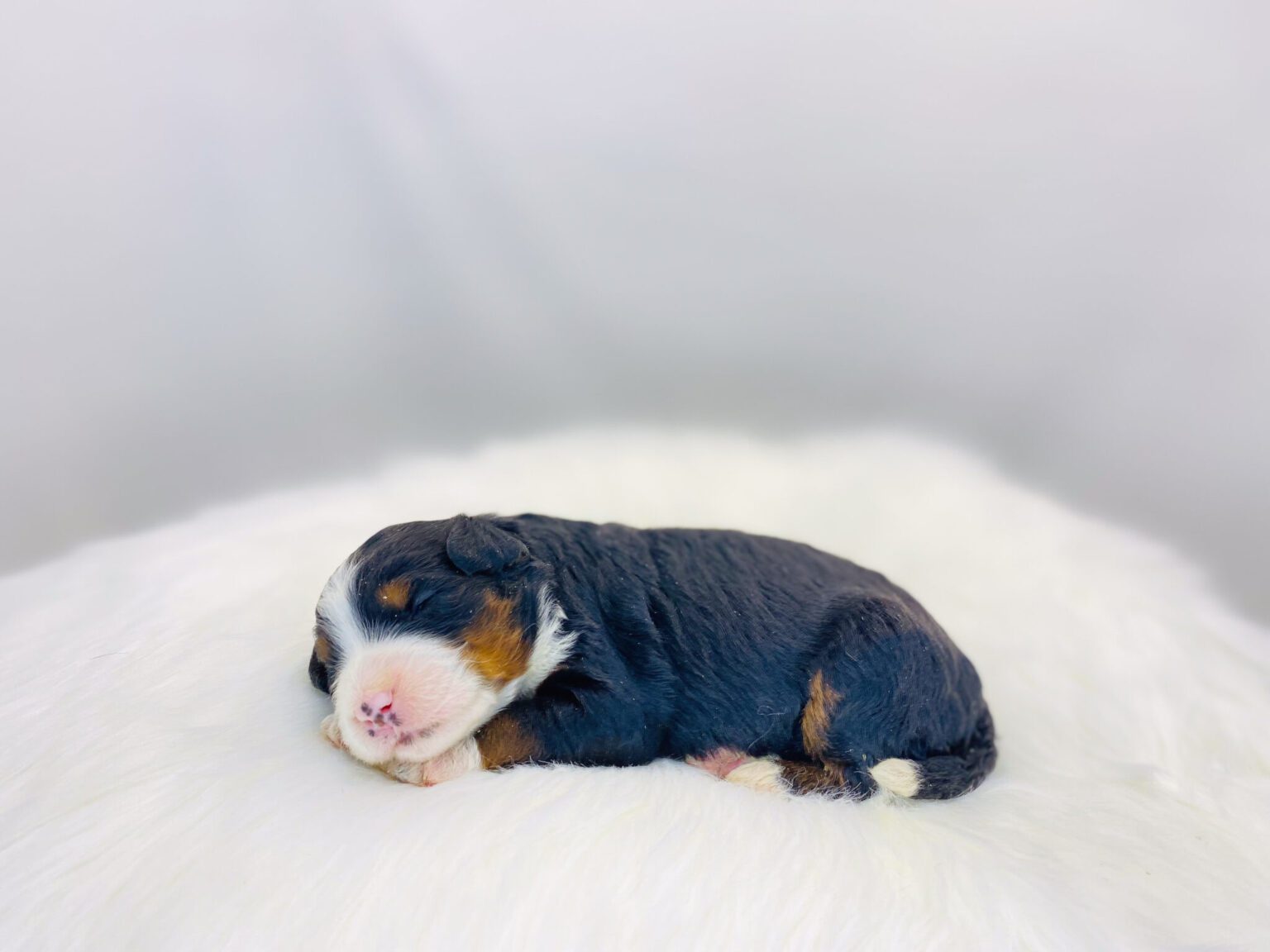 I am just a tiny baby and would love to join your family soon! Of course, you can’t see how cute and curly I will be when I get older, so the Dog Club will send updated photos when I am about 6 to 7 weeks old, if you choose to adopt me. Infant puppy deposits are refundable or transferrable.