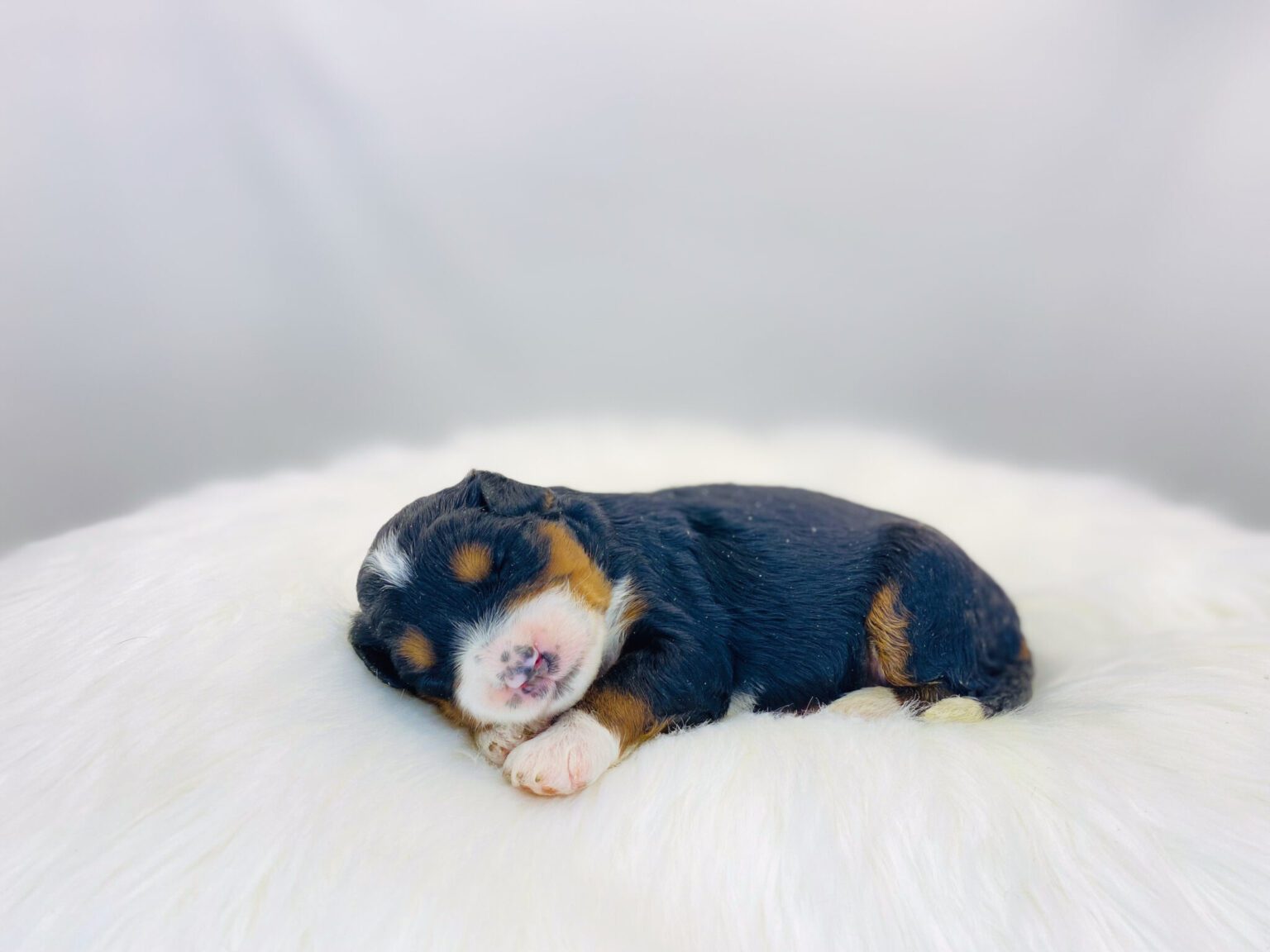 I am just a tiny baby and would love to join your family soon! Of course, you can’t see how cute and curly I will be when I get older, so the Dog Club will send updated photos when I am about 6 to 7 weeks old, if you choose to adopt me. Infant puppy deposits are refundable or transferrable.