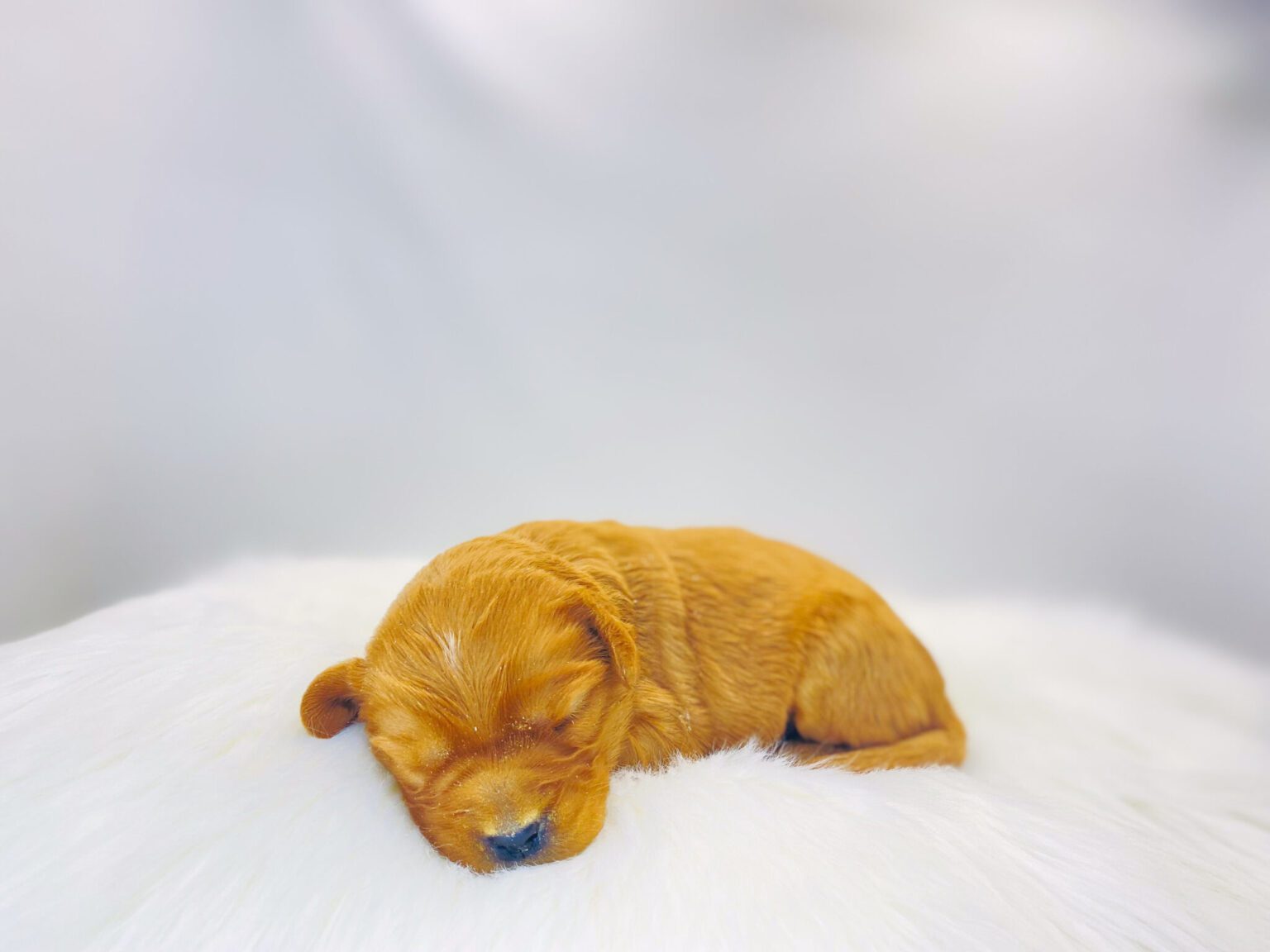 I am just a tiny baby and would love to join your family soon! Of course, you can’t see how cute and curly I will be when I get older, so the Dog Club will send updated photos when I am about 6 to 7 weeks old, if you choose to adopt me. Infant puppy deposits are refundable or transferrable.