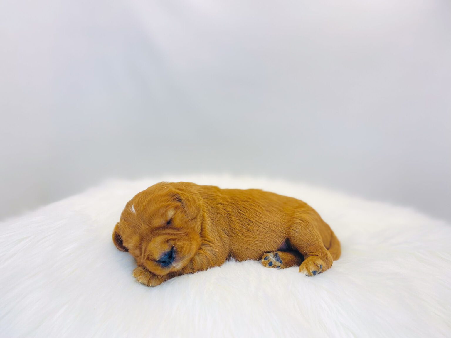 I am just a tiny baby and would love to join your family soon! Of course, you can’t see how cute and curly I will be when I get older, so the Dog Club will send updated photos when I am about 6 to 7 weeks old, if you choose to adopt me. Infant puppy deposits are refundable or transferrable.