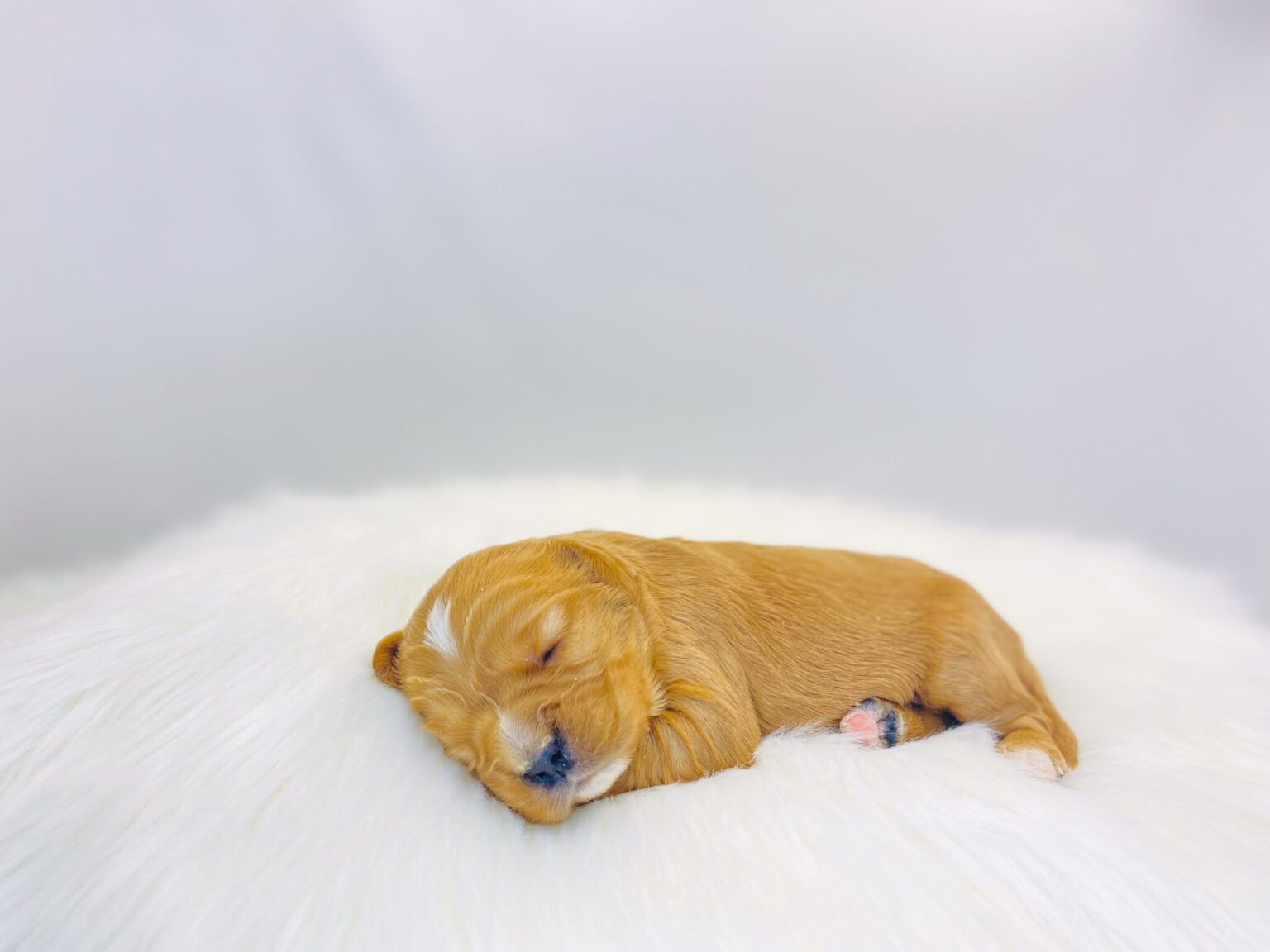 I am just a tiny baby and would love to join your family soon! Of course, you can’t see how cute and curly I will be when I get older, so the Dog Club will send updated photos when I am about 6 to 7 weeks old, if you choose to adopt me. Infant puppy deposits are refundable or transferrable.