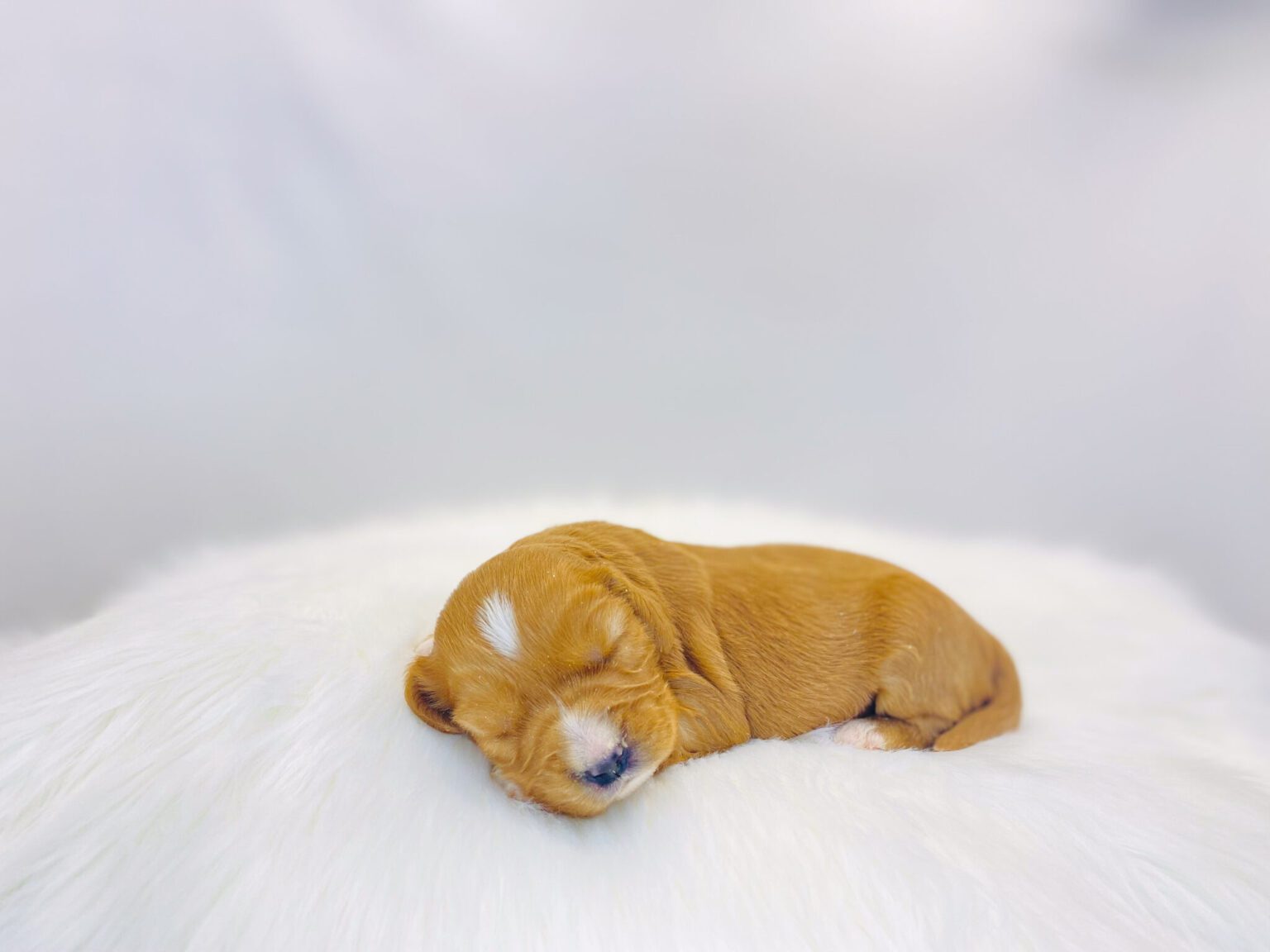 I am just a tiny baby and would love to join your family soon! Of course, you can’t see how cute and curly I will be when I get older, so the Dog Club will send updated photos when I am about 6 to 7 weeks old, if you choose to adopt me. Infant puppy deposits are refundable or transferrable.