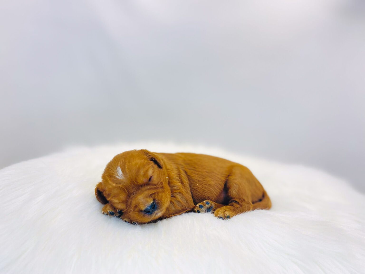 I am just a tiny baby and would love to join your family soon! Of course, you can’t see how cute and curly I will be when I get older, so the Dog Club will send updated photos when I am about 6 to 7 weeks old, if you choose to adopt me. Infant puppy deposits are refundable or transferrable.