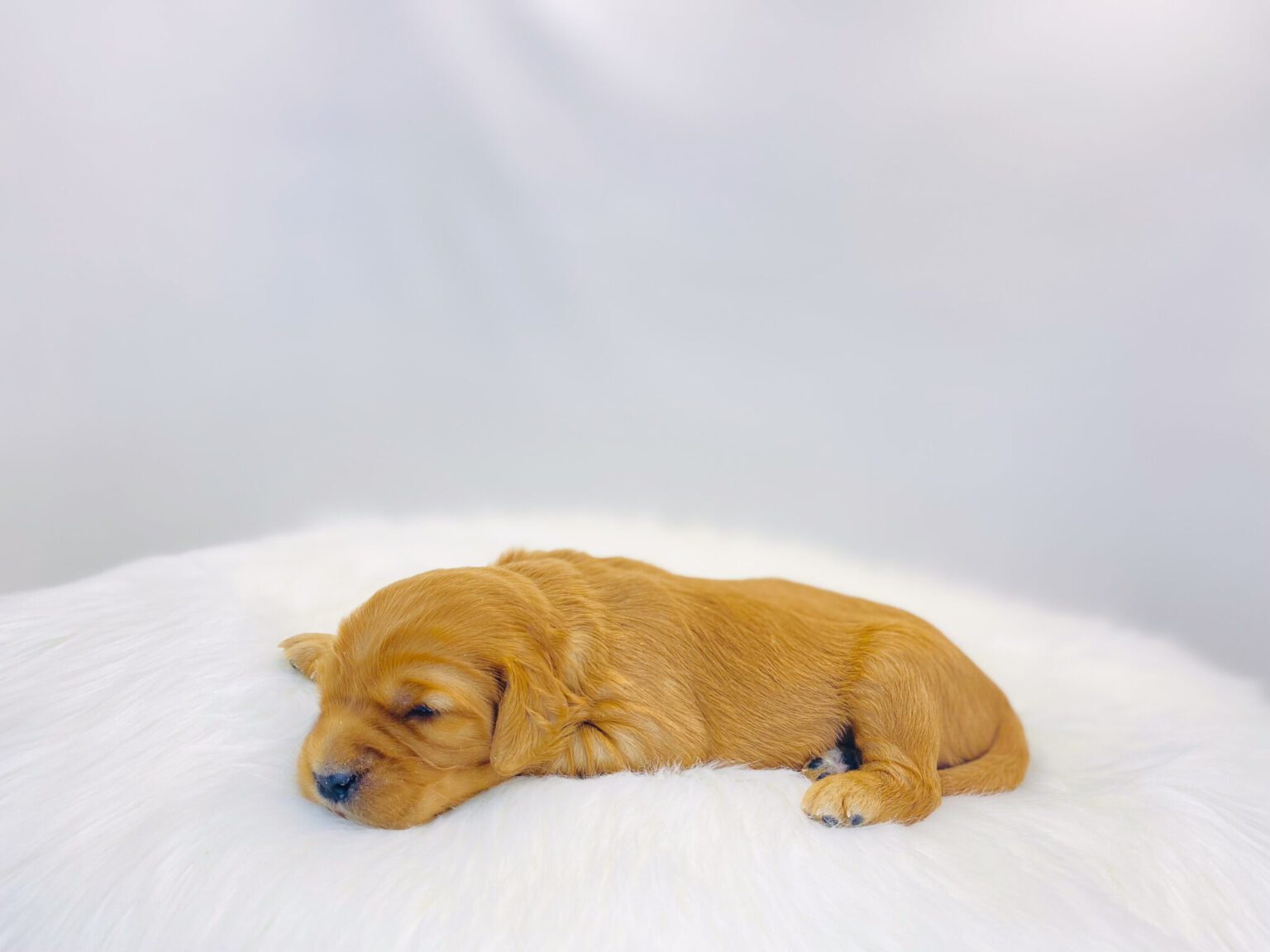 I am just a tiny baby and would love to join your family soon! Of course, you can’t see how cute and curly I will be when I get older, so the Dog Club will send updated photos when I am about 6 to 7 weeks old, if you choose to adopt me. Infant puppy deposits are refundable or transferrable.