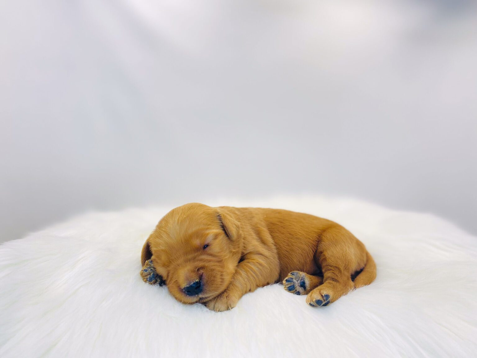 I am just a tiny baby and would love to join your family soon! Of course, you can’t see how cute and curly I will be when I get older, so the Dog Club will send updated photos when I am about 6 to 7 weeks old, if you choose to adopt me. Infant puppy deposits are refundable or transferrable.