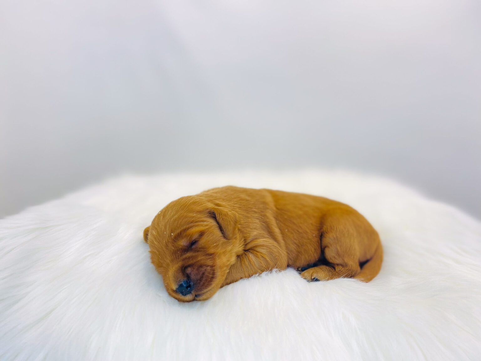 I am just a tiny baby and would love to join your family soon! Of course, you can’t see how cute and curly I will be when I get older, so the Dog Club will send updated photos when I am about 6 to 7 weeks old, if you choose to adopt me. Infant puppy deposits are refundable or transferrable.