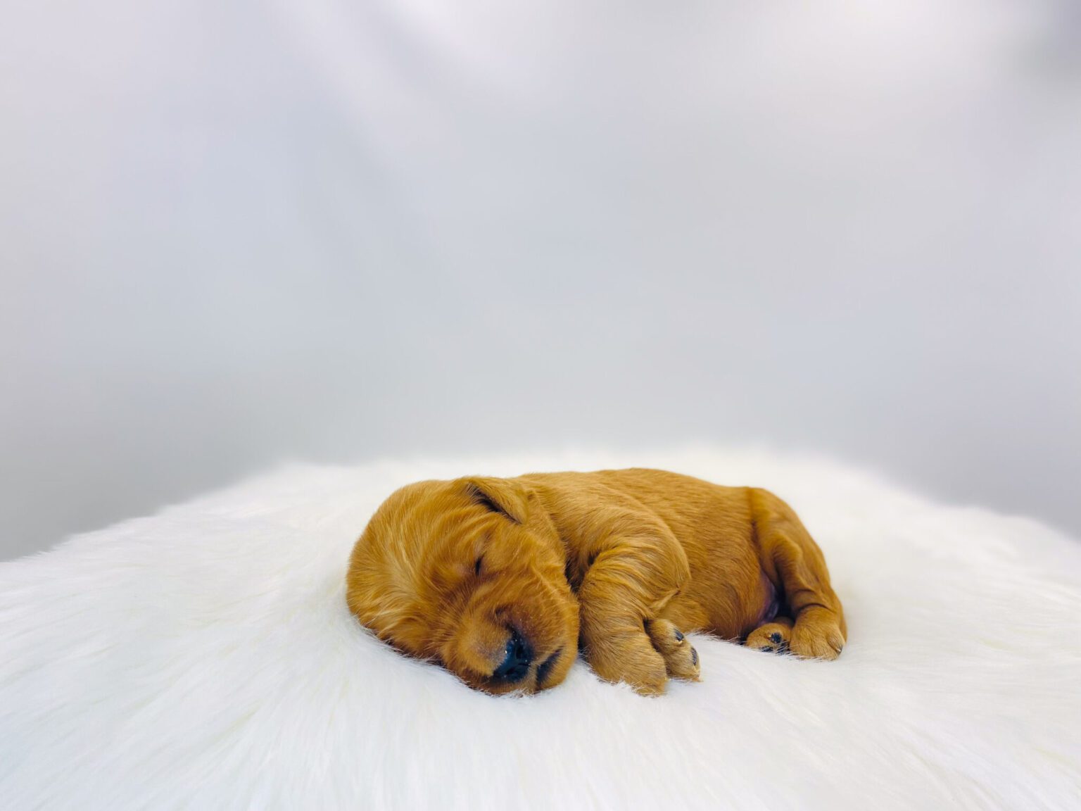 I am just a tiny baby and would love to join your family soon! Of course, you can’t see how cute and curly I will be when I get older, so the Dog Club will send updated photos when I am about 6 to 7 weeks old, if you choose to adopt me. Infant puppy deposits are refundable or transferrable.