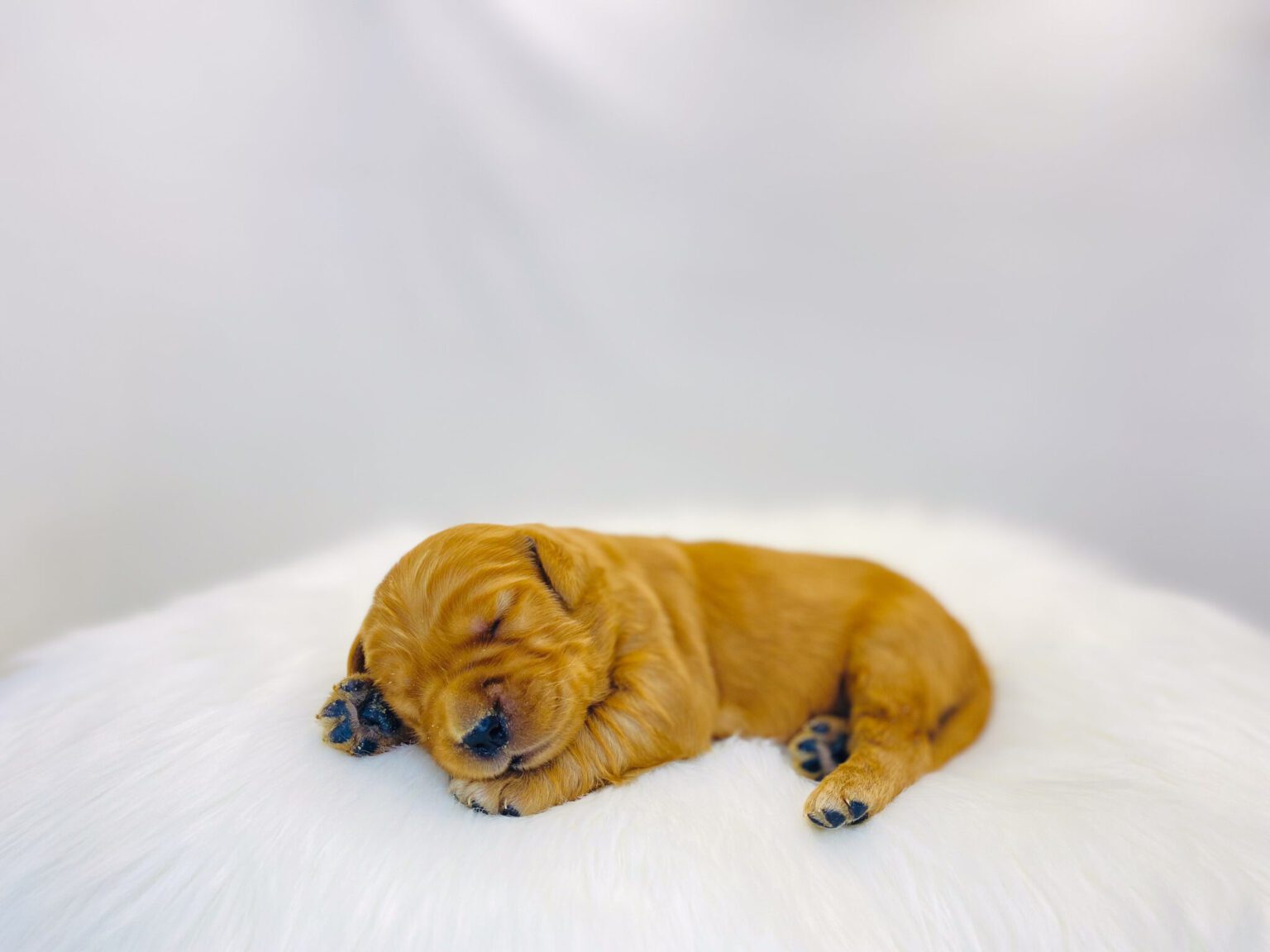 I am just a tiny baby and would love to join your family soon! Of course, you can’t see how cute and curly I will be when I get older, so the Dog Club will send updated photos when I am about 6 to 7 weeks old, if you choose to adopt me. Infant puppy deposits are refundable or transferrable.