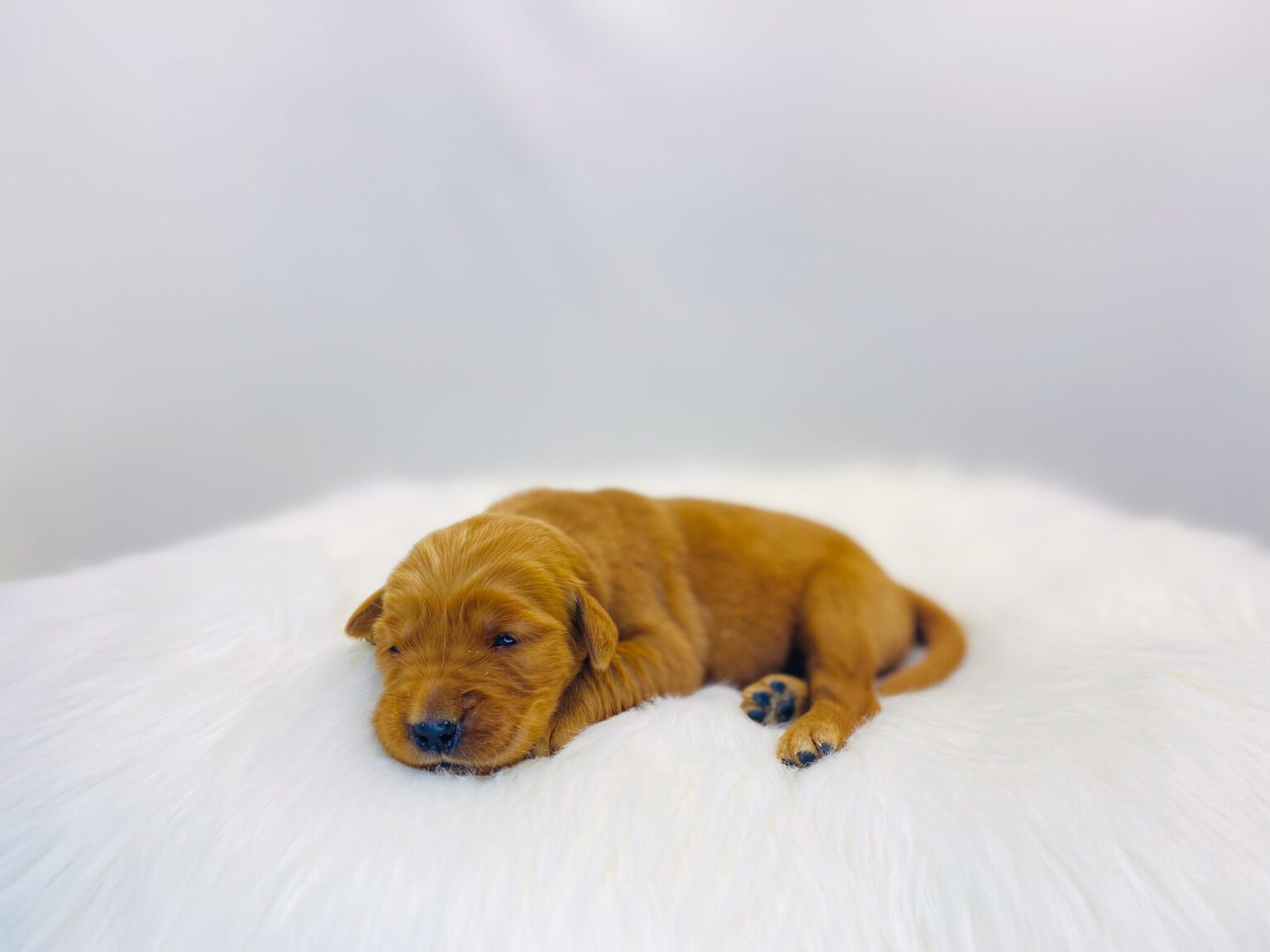 I am just a tiny baby and would love to join your family soon! Of course, you can’t see how cute and curly I will be when I get older, so the Dog Club will send updated photos when I am about 6 to 7 weeks old, if you choose to adopt me. Infant puppy deposits are refundable or transferrable.