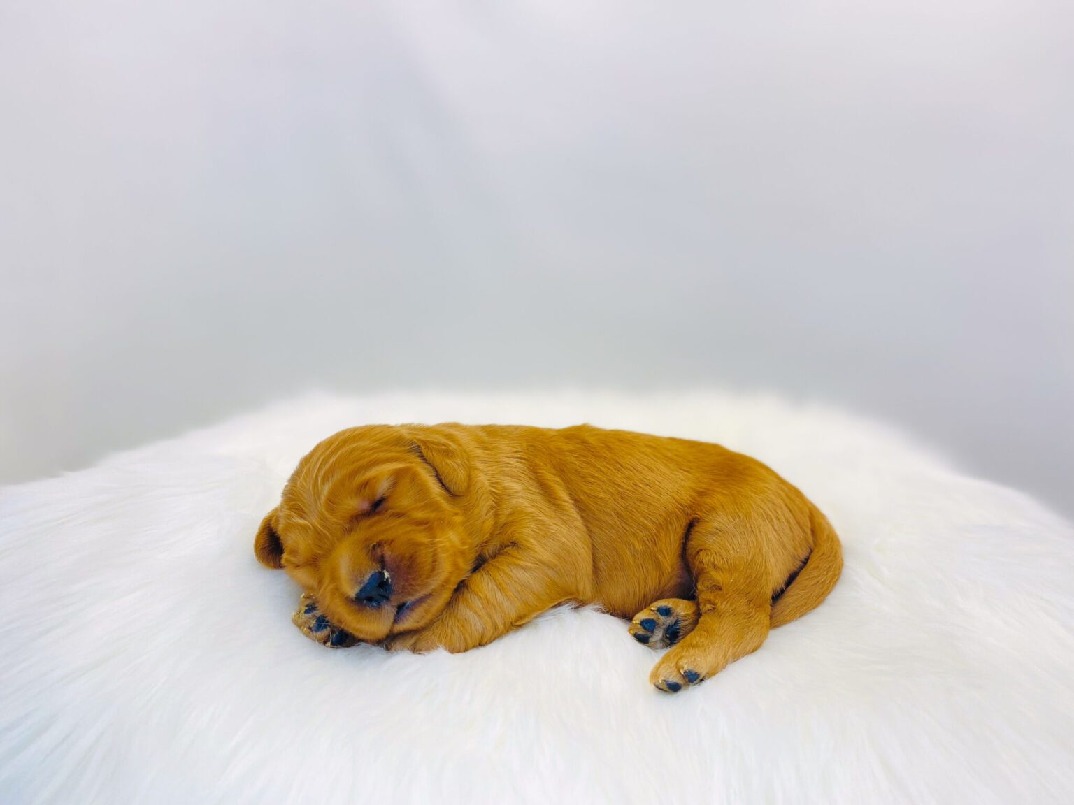 I am just a tiny baby and would love to join your family soon! Of course, you can’t see how cute and curly I will be when I get older, so the Dog Club will send updated photos when I am about 6 to 7 weeks old, if you choose to adopt me. Infant puppy deposits are refundable or transferrable.