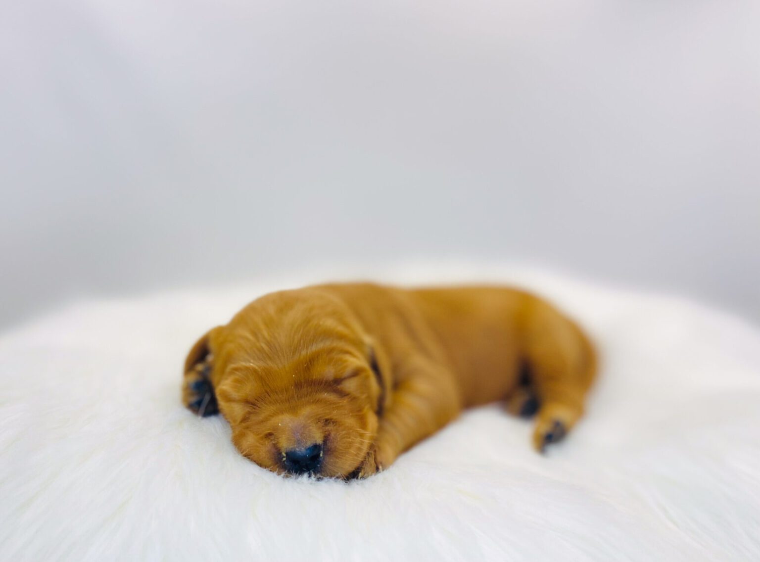 I am just a tiny baby and would love to join your family soon! Of course, you can’t see how cute and curly I will be when I get older, so the Dog Club will send updated photos when I am about 6 to 7 weeks old, if you choose to adopt me. Infant puppy deposits are refundable or transferrable.