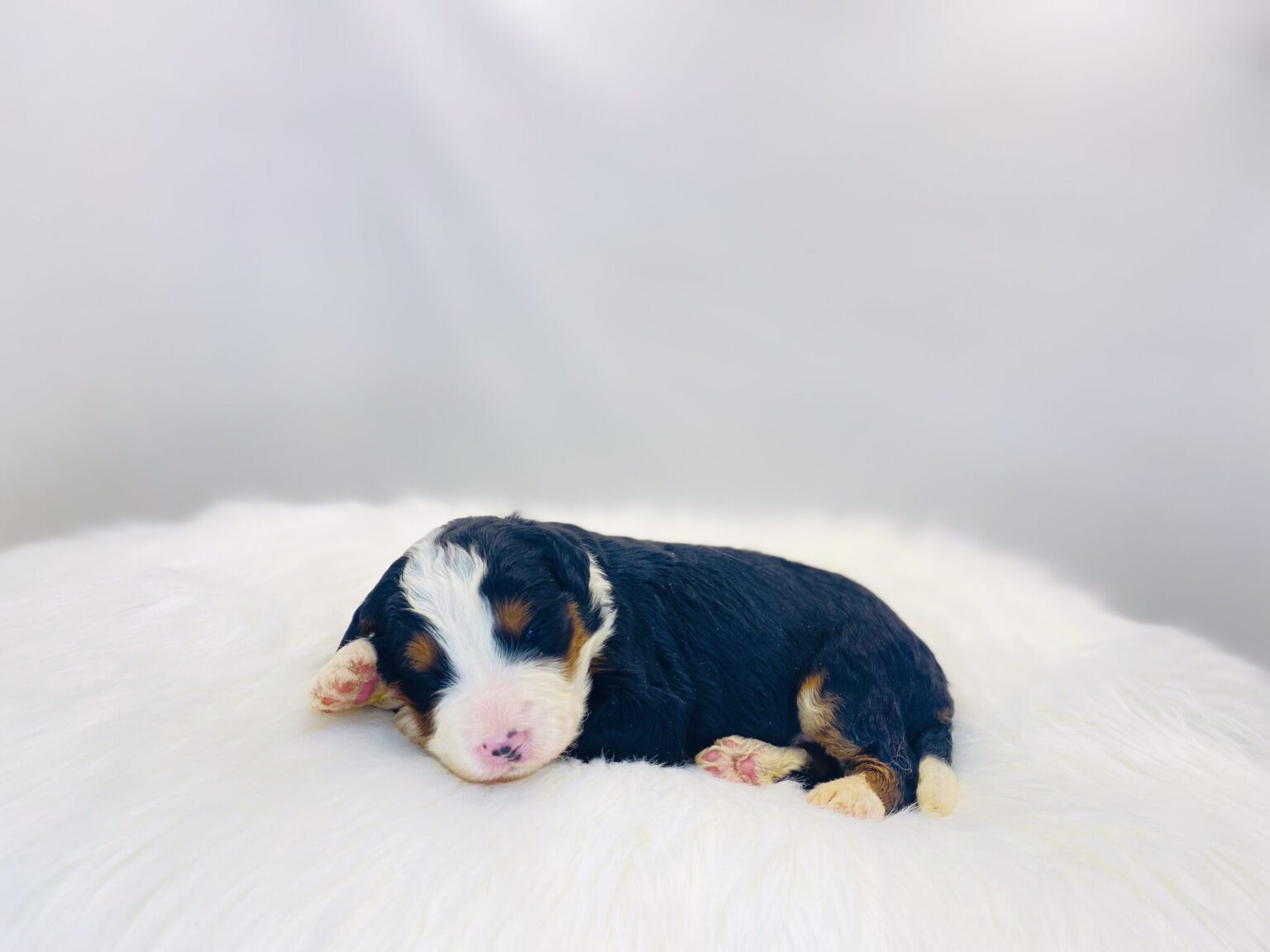 I am just a tiny baby and would love to join your family soon! Of course, you can’t see how cute and curly I will be when I get older, so the Dog Club will send updated photos when I am about 6 to 7 weeks old, if you choose to adopt me. Infant puppy deposits are refundable or transferrable.