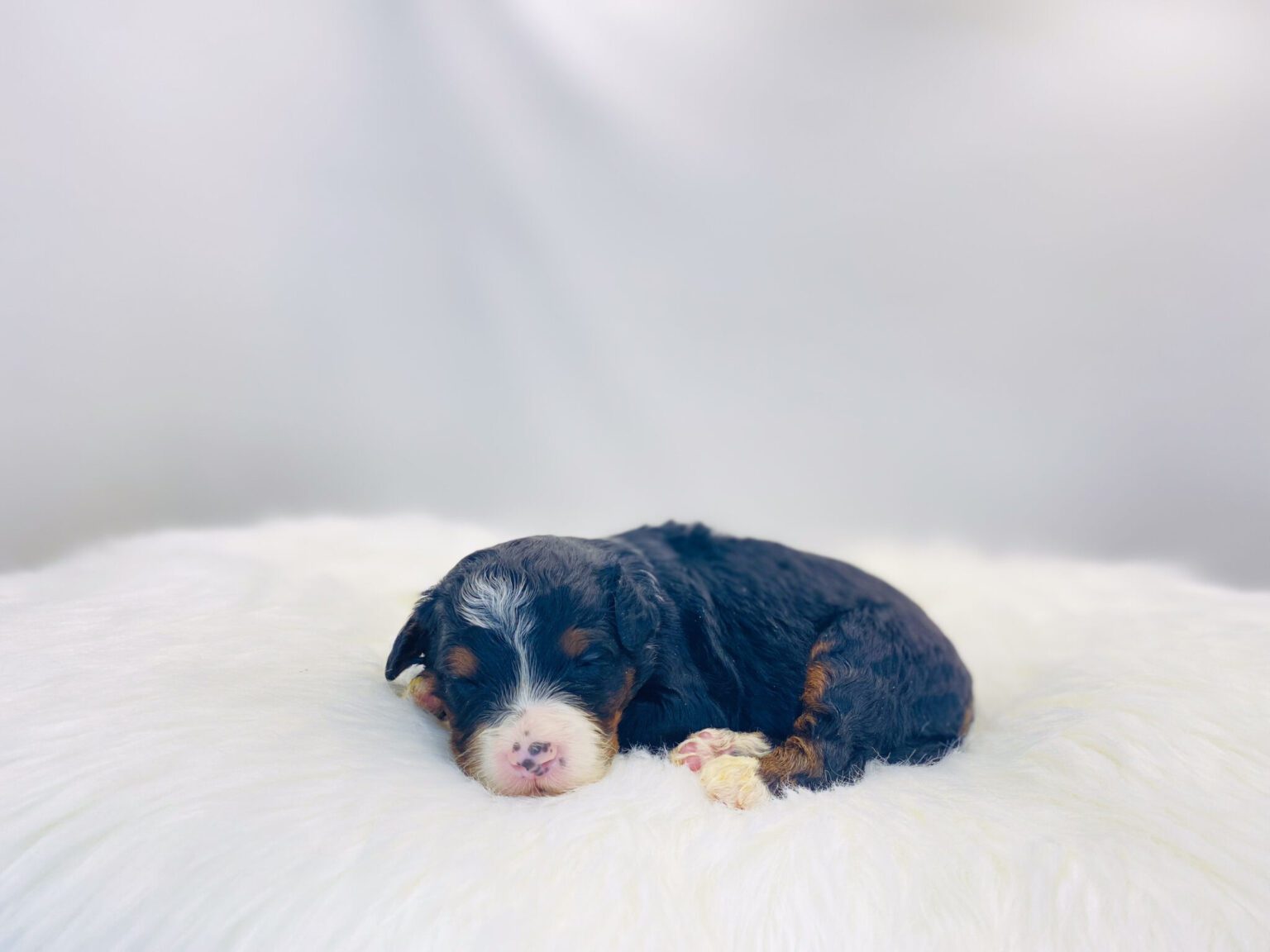 I am just a tiny baby and would love to join your family soon! Of course, you can’t see how cute and curly I will be when I get older, so the Dog Club will send updated photos when I am about 6 to 7 weeks old, if you choose to adopt me. Infant puppy deposits are refundable or transferrable.