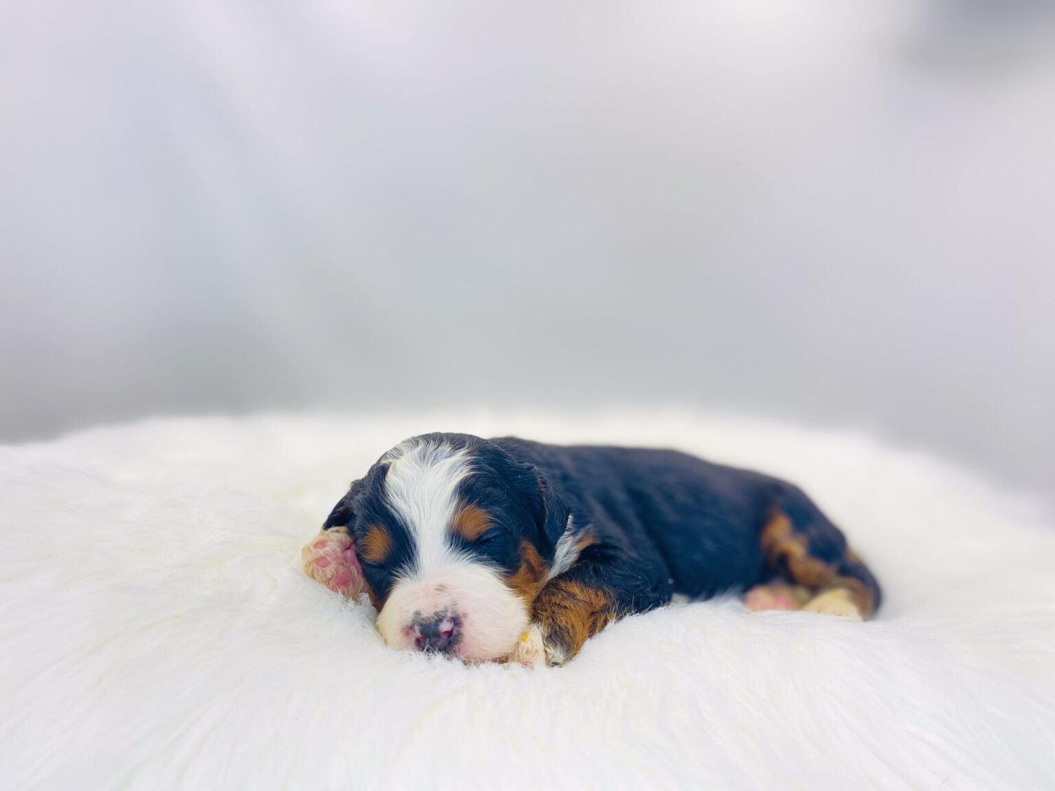 I am just a tiny baby and would love to join your family soon! Of course, you can’t see how cute and curly I will be when I get older, so the Dog Club will send updated photos when I am about 6 to 7 weeks old, if you choose to adopt me. Infant puppy deposits are refundable or transferrable.