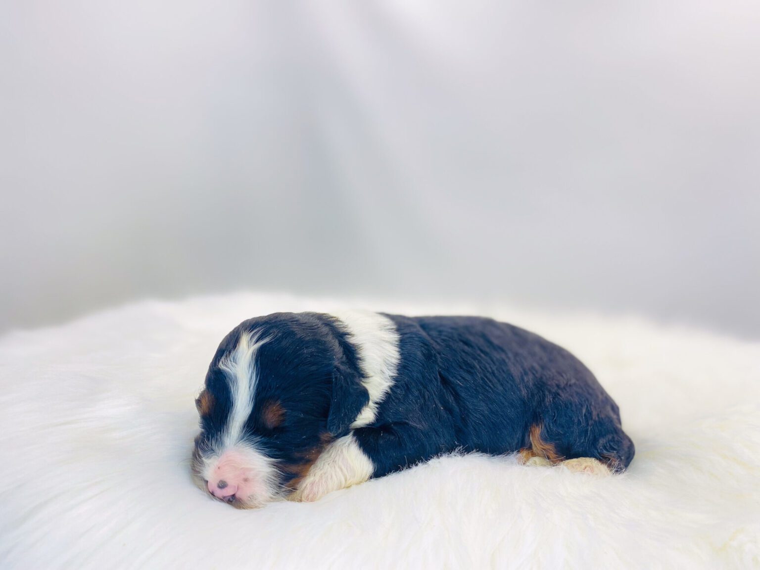 I am just a tiny baby and would love to join your family soon! Of course, you can’t see how cute and curly I will be when I get older, so the Dog Club will send updated photos when I am about 6 to 7 weeks old, if you choose to adopt me. Infant puppy deposits are refundable or transferrable.