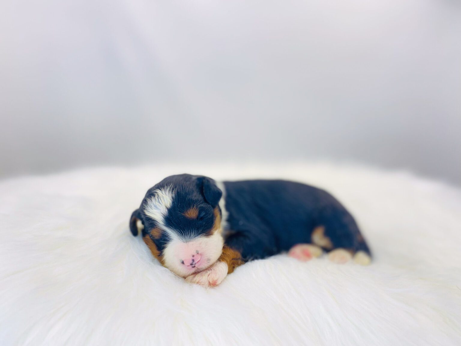 I am just a tiny baby and would love to join your family soon! Of course, you can’t see how cute and curly I will be when I get older, so the Dog Club will send updated photos when I am about 6 to 7 weeks old, if you choose to adopt me. Infant puppy deposits are refundable or transferrable.