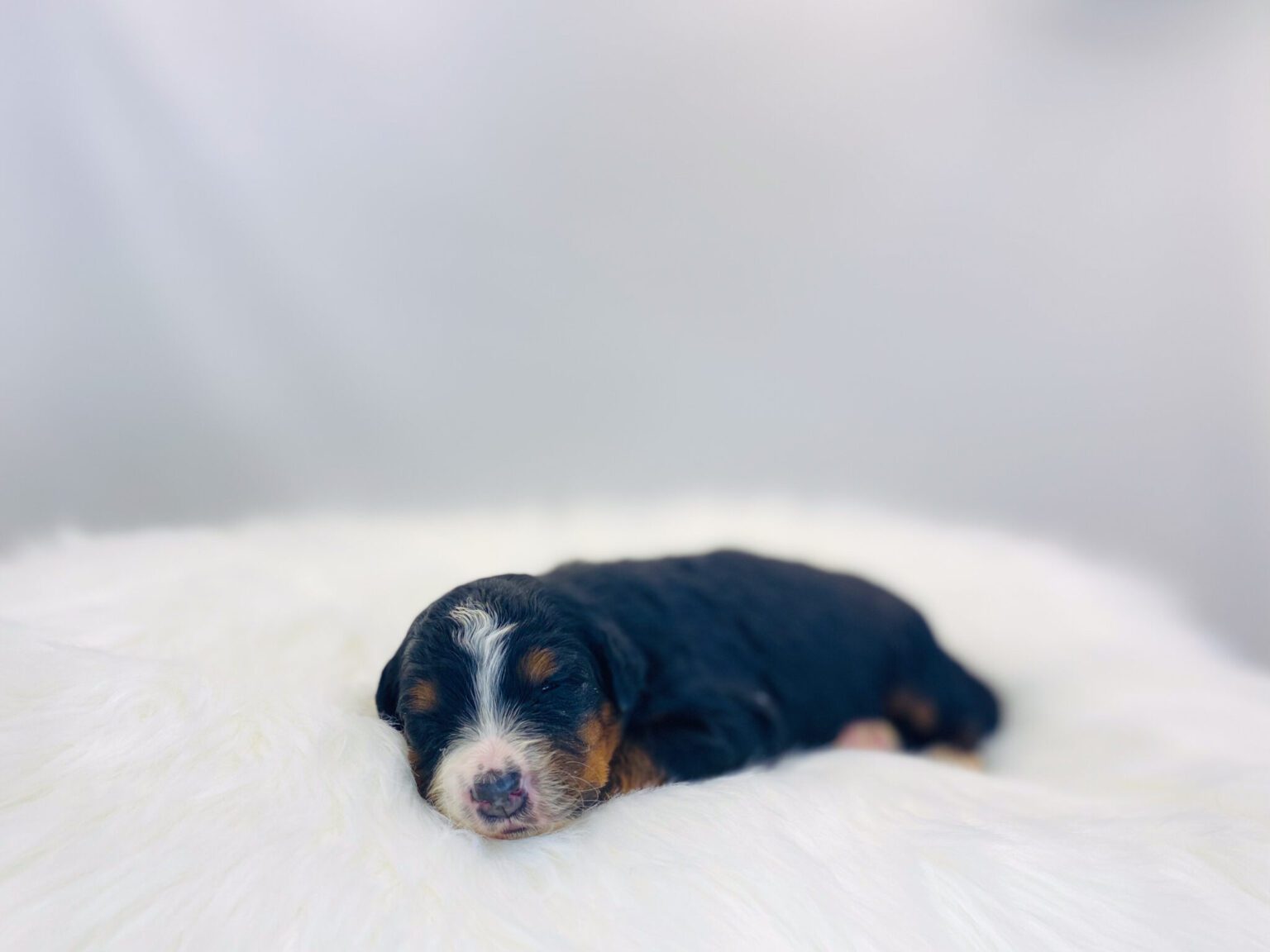 I am just a tiny baby and would love to join your family soon! Of course, you can’t see how cute and curly I will be when I get older, so the Dog Club will send updated photos when I am about 6 to 7 weeks old, if you choose to adopt me. Infant puppy deposits are refundable or transferrable.