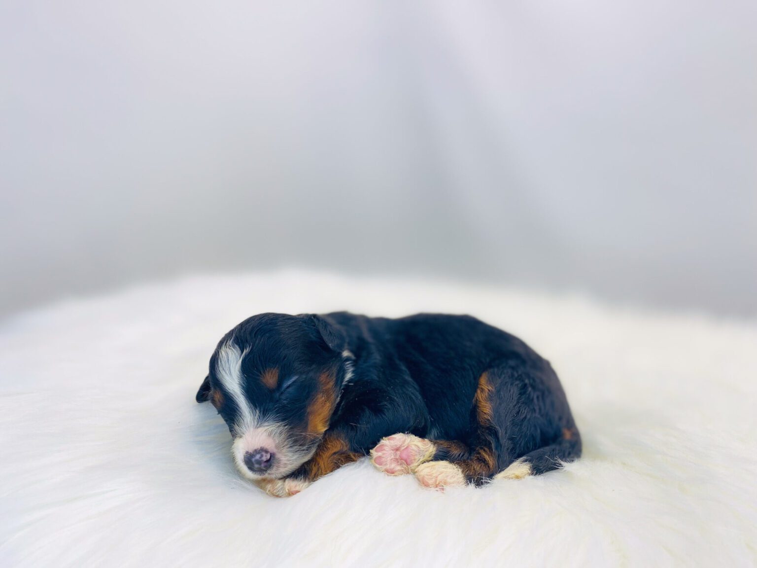 I am just a tiny baby and would love to join your family soon! Of course, you can’t see how cute and curly I will be when I get older, so the Dog Club will send updated photos when I am about 6 to 7 weeks old, if you choose to adopt me. Infant puppy deposits are refundable or transferrable.