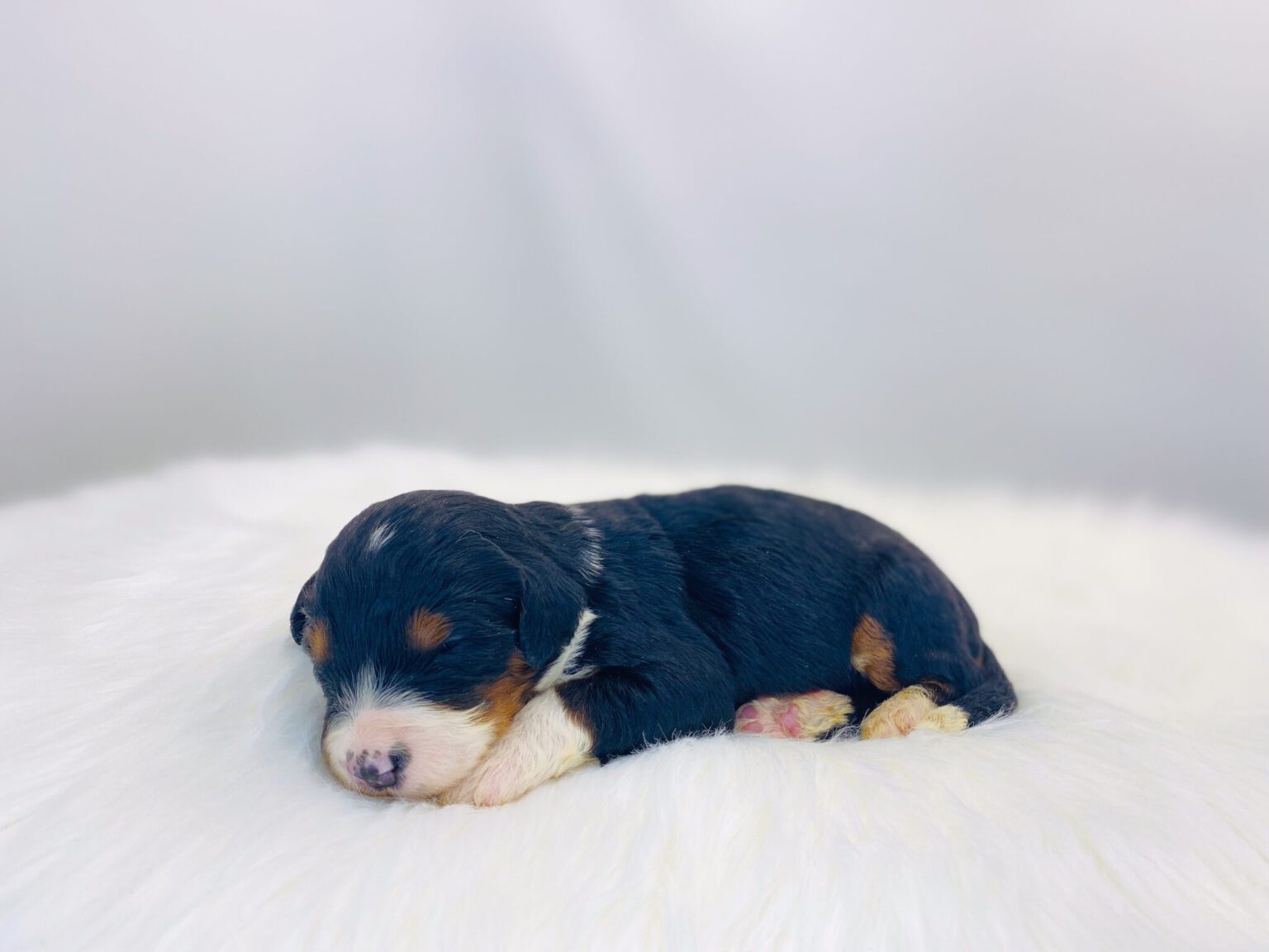 I am just a tiny baby and would love to join your family soon! Of course, you can’t see how cute and curly I will be when I get older, so the Dog Club will send updated photos when I am about 6 to 7 weeks old, if you choose to adopt me. Infant puppy deposits are refundable or transferrable.