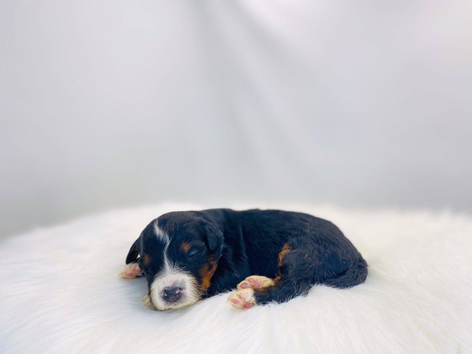 I am just a tiny baby and would love to join your family soon! Of course, you can’t see how cute and curly I will be when I get older, so the Dog Club will send updated photos when I am about 6 to 7 weeks old, if you choose to adopt me. Infant puppy deposits are refundable or transferrable.