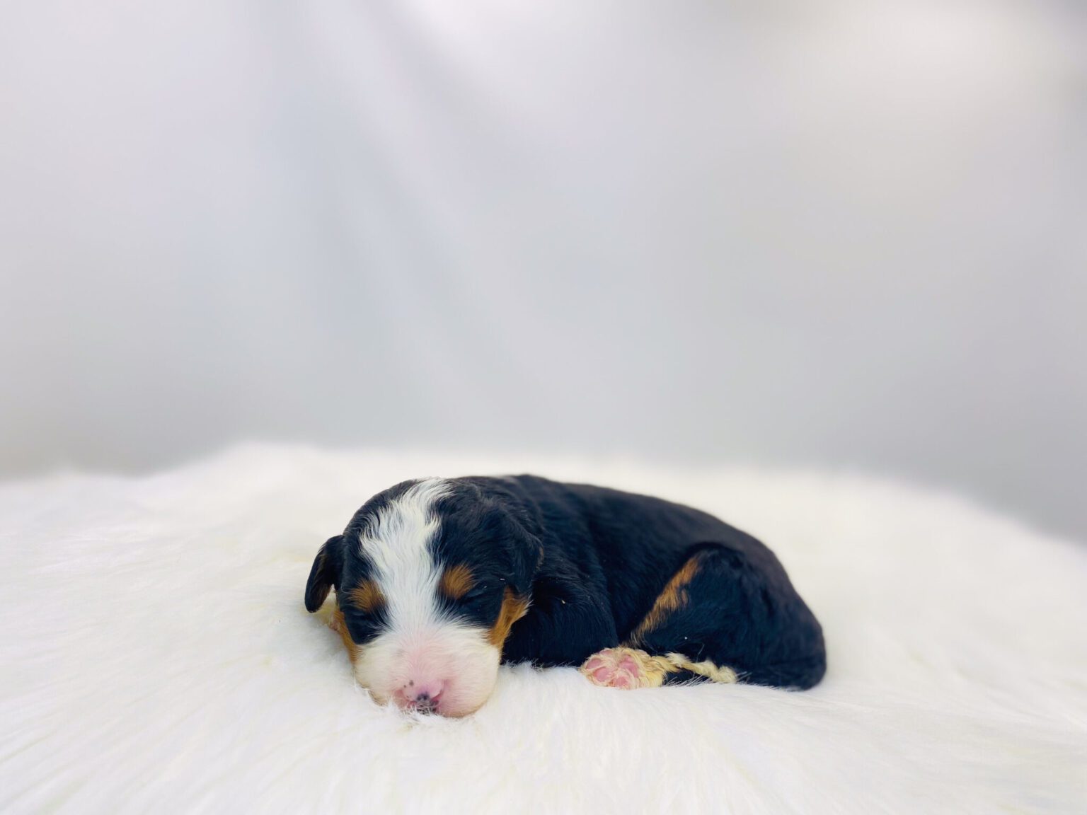 I am just a tiny baby and would love to join your family soon! Of course, you can’t see how cute and curly I will be when I get older, so the Dog Club will send updated photos when I am about 6 to 7 weeks old, if you choose to adopt me. Infant puppy deposits are refundable or transferrable.