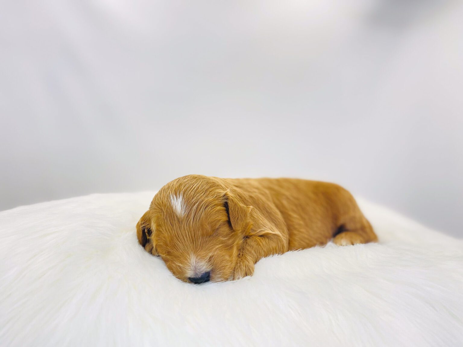 I am just a tiny baby and would love to join your family soon! Of course, you can’t see how cute and curly I will be when I get older, so the Dog Club will send updated photos when I am about 6 to 7 weeks old, if you choose to adopt me. Infant puppy deposits are refundable or transferrable.