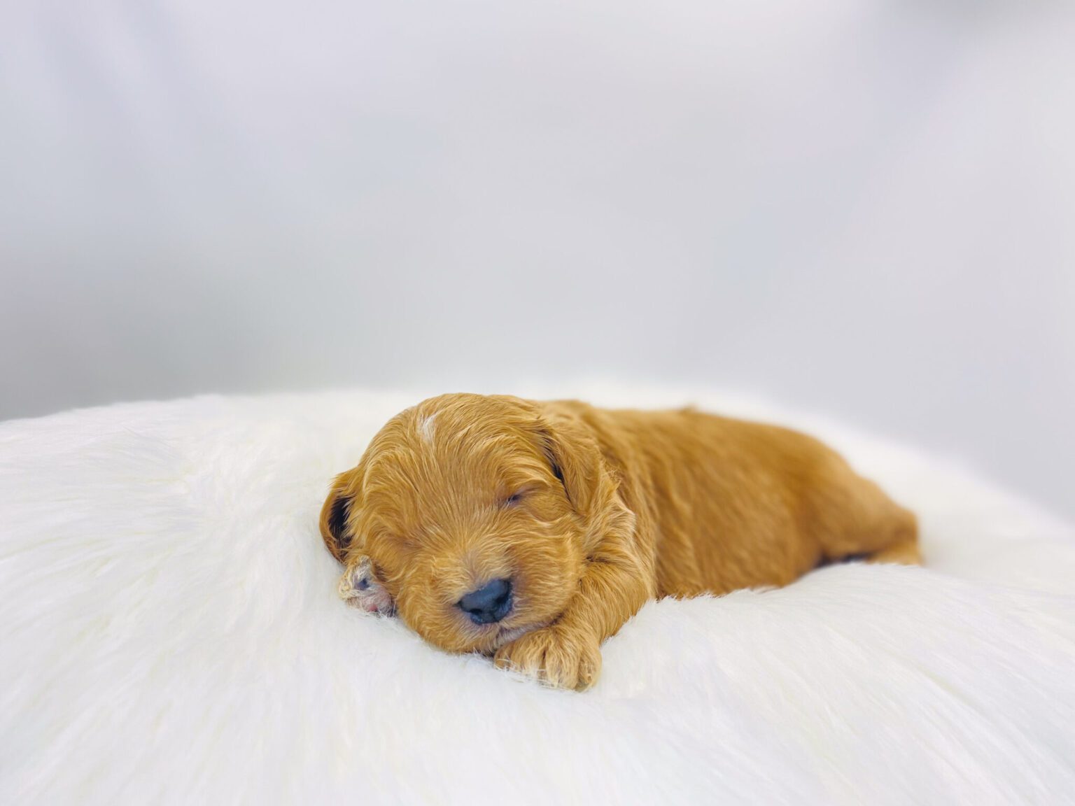 I am just a tiny baby and would love to join your family soon! Of course, you can’t see how cute and curly I will be when I get older, so the Dog Club will send updated photos when I am about 6 to 7 weeks old, if you choose to adopt me. Infant puppy deposits are refundable or transferrable.