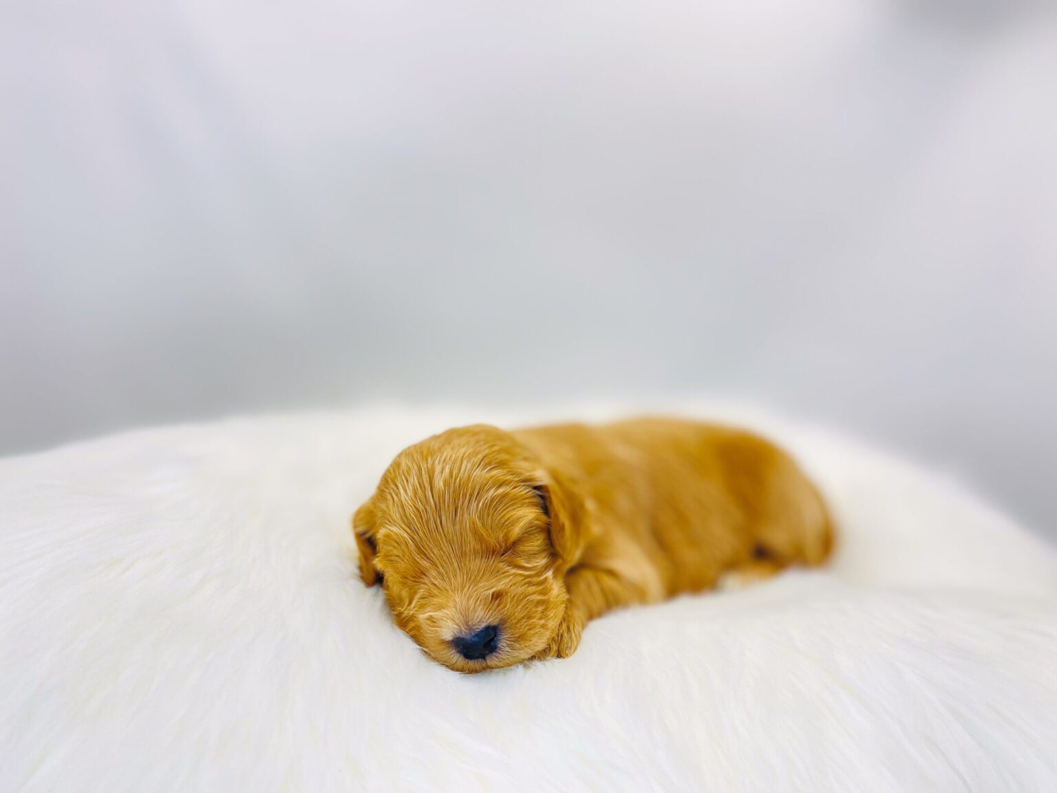 I am just a tiny baby and would love to join your family soon! Of course, you can’t see how cute and curly I will be when I get older, so the Dog Club will send updated photos when I am about 6 to 7 weeks old, if you choose to adopt me. Infant puppy deposits are refundable or transferrable.