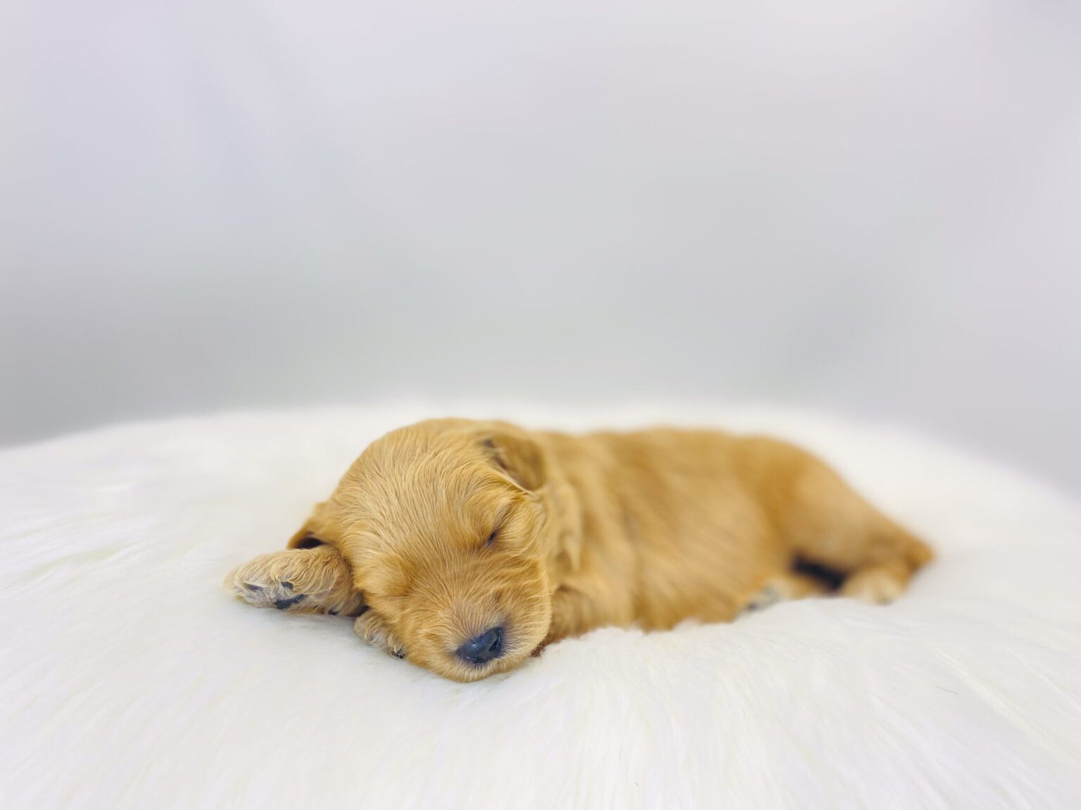 I am just a tiny baby and would love to join your family soon! Of course, you can’t see how cute and curly I will be when I get older, so the Dog Club will send updated photos when I am about 6 to 7 weeks old, if you choose to adopt me. Infant puppy deposits are refundable or transferrable.