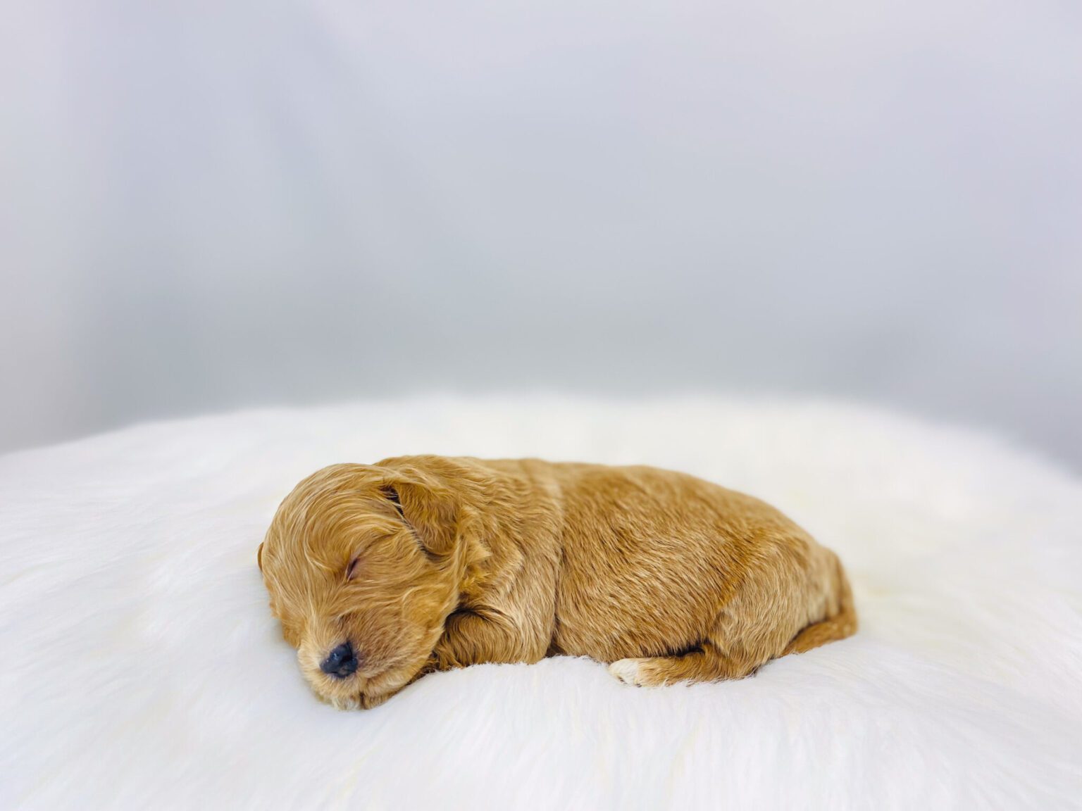 I am just a tiny baby and would love to join your family soon! Of course, you can’t see how cute and curly I will be when I get older, so the Dog Club will send updated photos when I am about 6 to 7 weeks old, if you choose to adopt me. Infant puppy deposits are refundable or transferrable.
