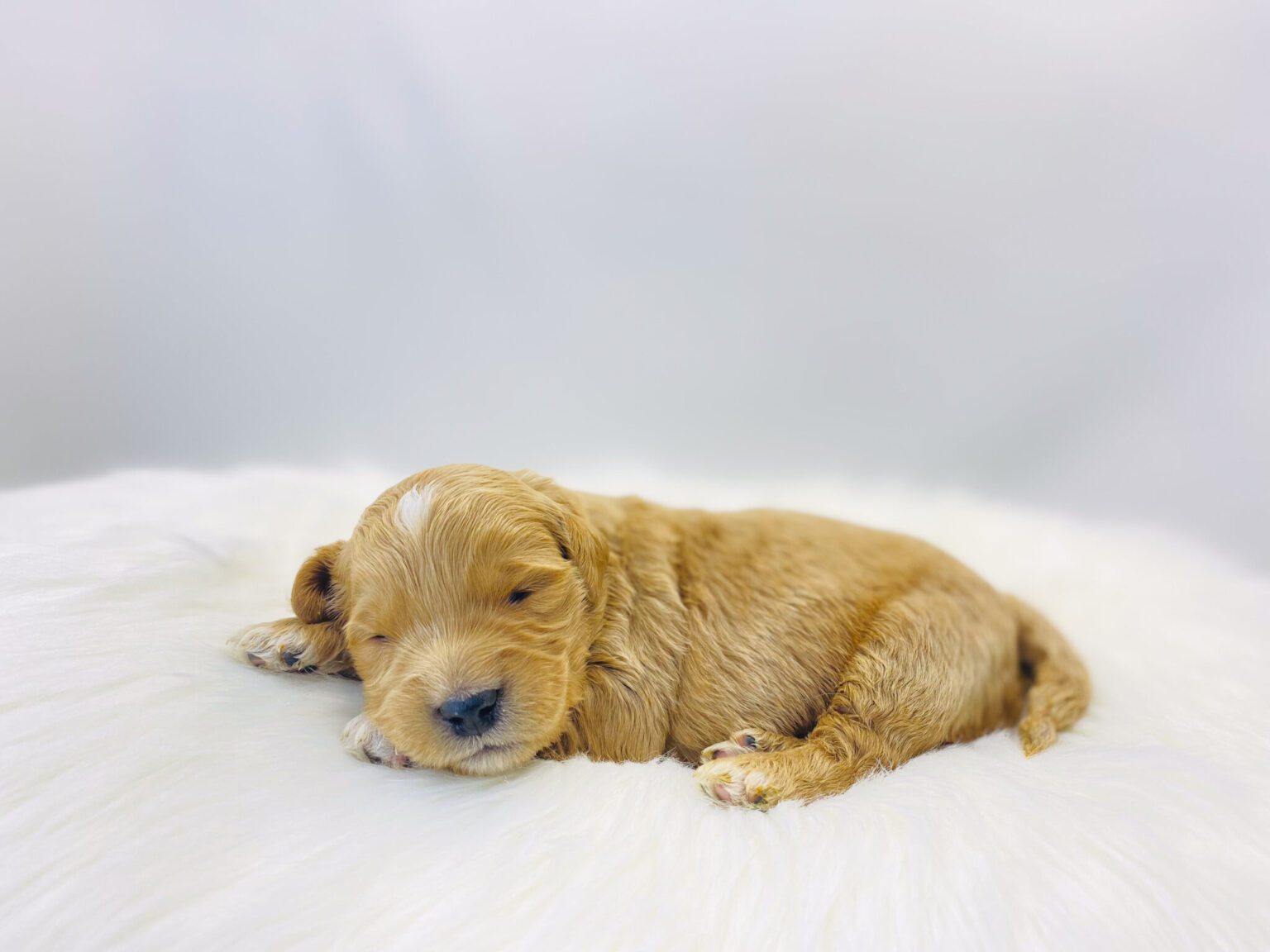 I am just a tiny baby and would love to join your family soon! Of course, you can’t see how cute and curly I will be when I get older, so the Dog Club will send updated photos when I am about 6 to 7 weeks old, if you choose to adopt me. Infant puppy deposits are refundable or transferrable.