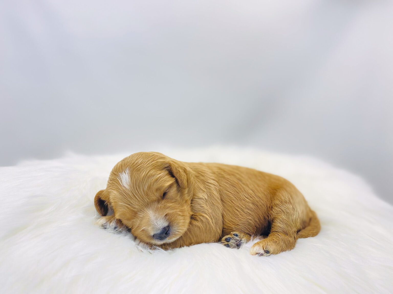 I am just a tiny baby and would love to join your family soon! Of course, you can’t see how cute and curly I will be when I get older, so the Dog Club will send updated photos when I am about 6 to 7 weeks old, if you choose to adopt me. Infant puppy deposits are refundable or transferrable.