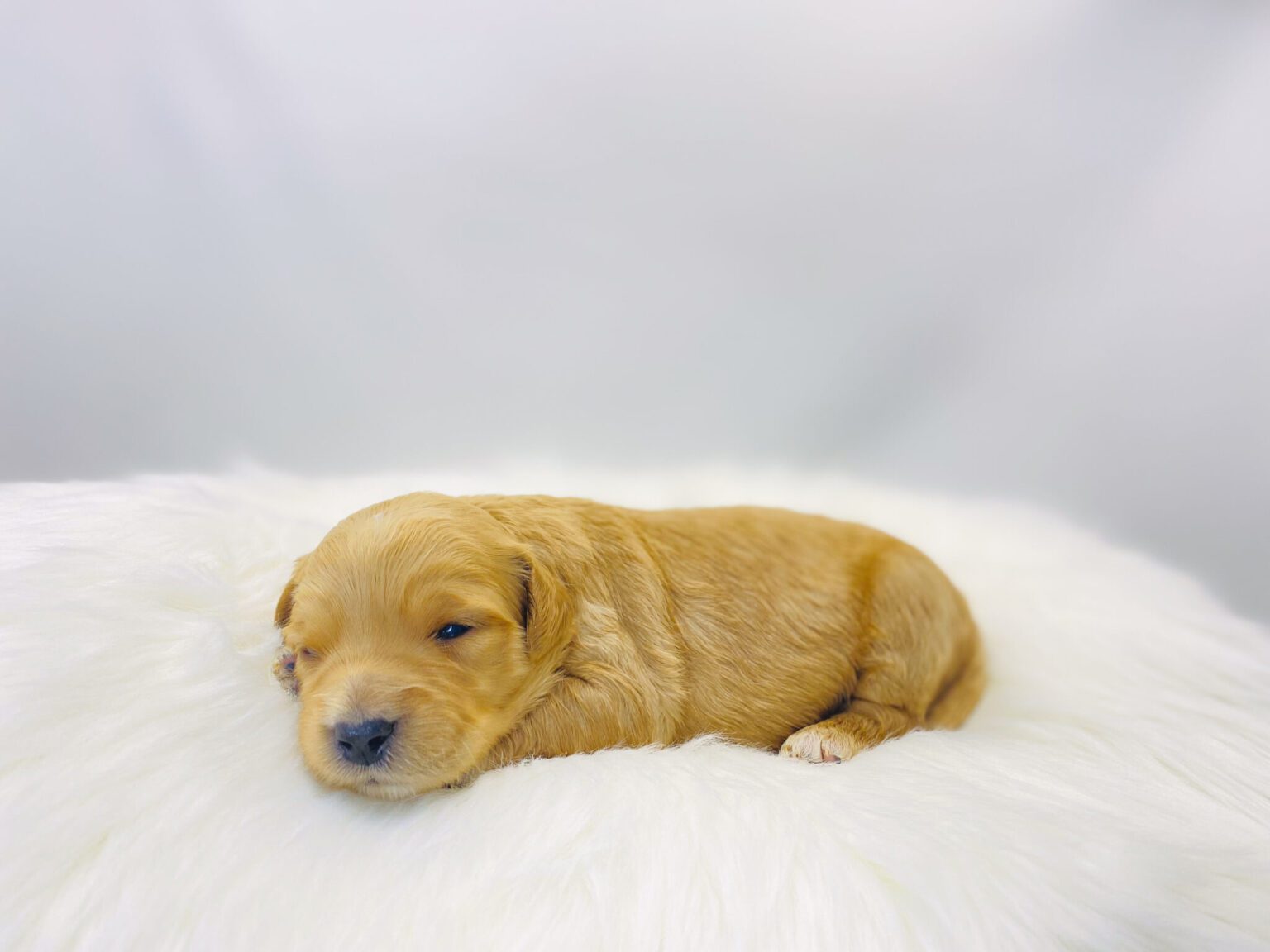 I am just a tiny baby and would love to join your family soon! Of course, you can’t see how cute and curly I will be when I get older, so the Dog Club will send updated photos when I am about 6 to 7 weeks old, if you choose to adopt me. Infant puppy deposits are refundable or transferrable.