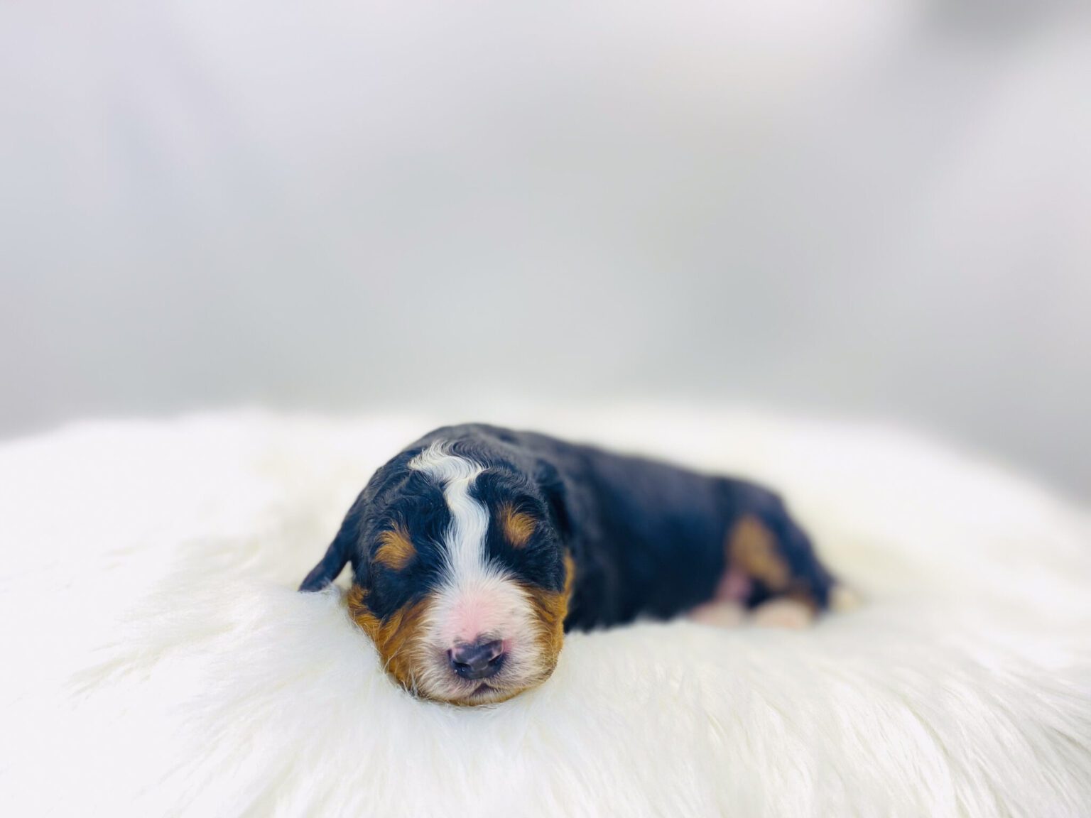 I am just a tiny baby and would love to join your family soon! Of course, you can’t see how cute and curly I will be when I get older, so the Dog Club will send updated photos when I am about 6 to 7 weeks old, if you choose to adopt me. Infant puppy deposits are refundable or transferrable.