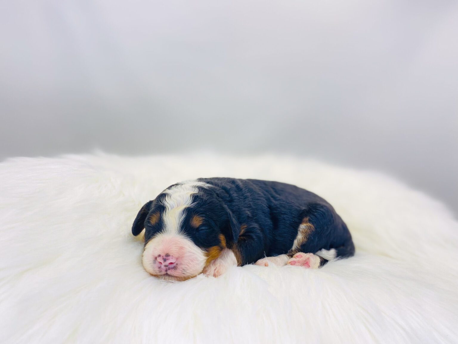 I am just a tiny baby and would love to join your family soon! Of course, you can’t see how cute and curly I will be when I get older, so the Dog Club will send updated photos when I am about 6 to 7 weeks old, if you choose to adopt me. Infant puppy deposits are refundable or transferrable.