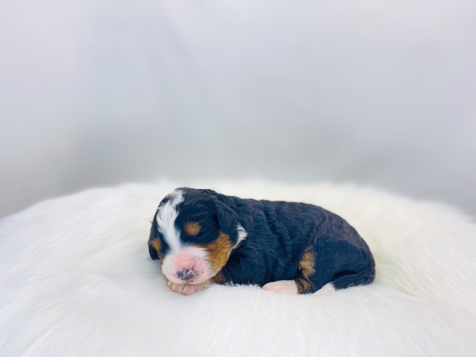 I am just a tiny baby and would love to join your family soon! Of course, you can’t see how cute and curly I will be when I get older, so the Dog Club will send updated photos when I am about 6 to 7 weeks old, if you choose to adopt me. Infant puppy deposits are refundable or transferrable.