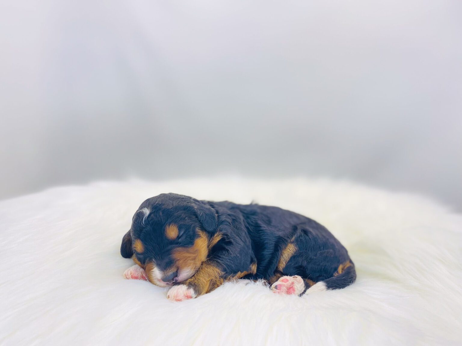 I am just a tiny baby and would love to join your family soon! Of course, you can’t see how cute and curly I will be when I get older, so the Dog Club will send updated photos when I am about 6 to 7 weeks old, if you choose to adopt me. Infant puppy deposits are refundable or transferrable.