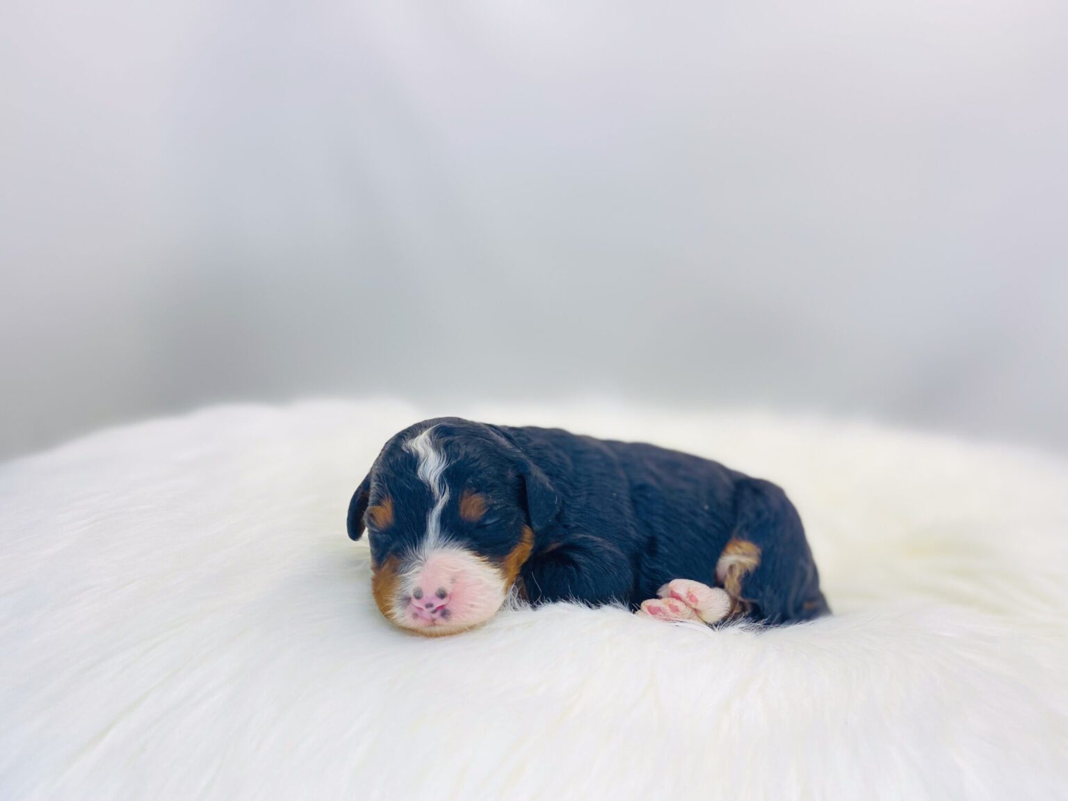 I am just a tiny baby and would love to join your family soon! Of course, you can’t see how cute and curly I will be when I get older, so the Dog Club will send updated photos when I am about 6 to 7 weeks old, if you choose to adopt me. Infant puppy deposits are refundable or transferrable.